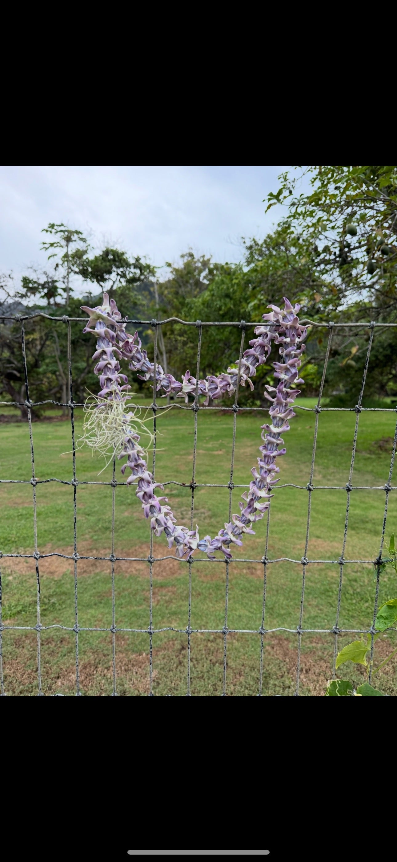 Lei Kalaunu [purple crown flower]