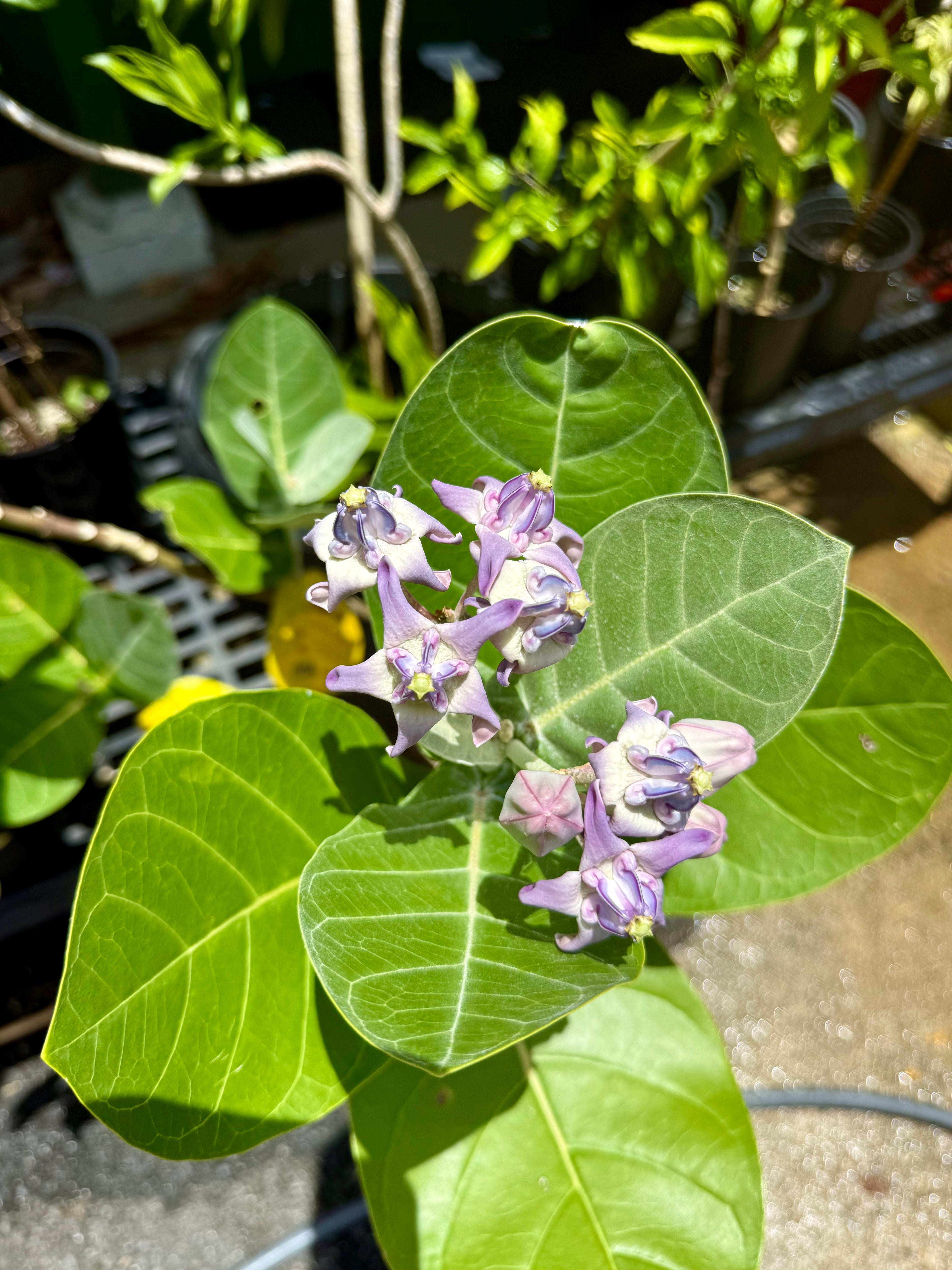 Purple kalaunu [crown flower]