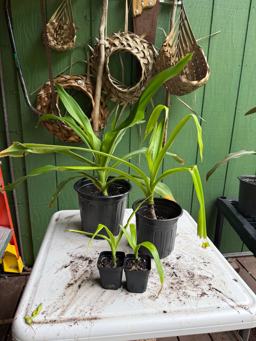 Spider Lily