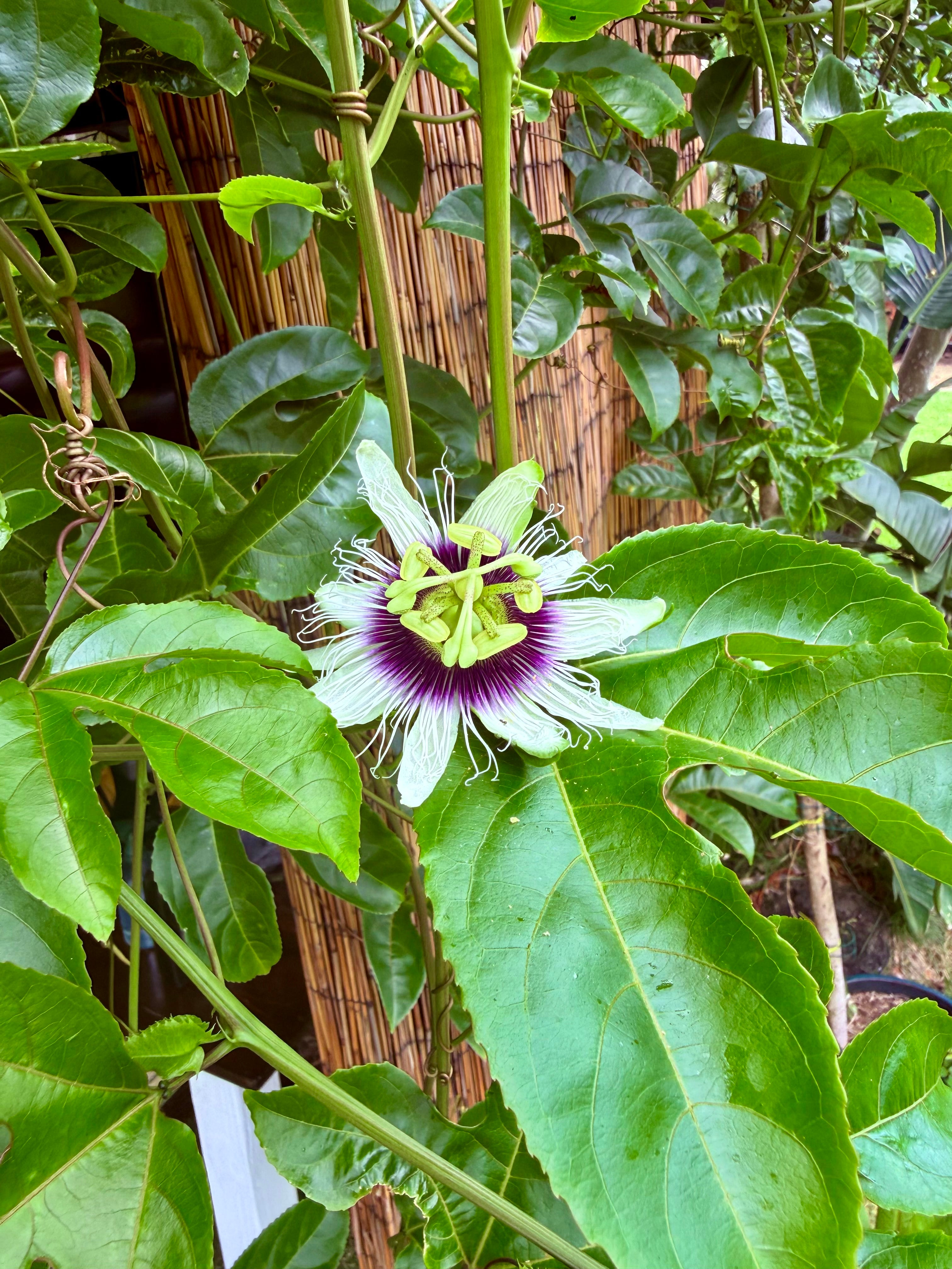 Purple Lilikoi