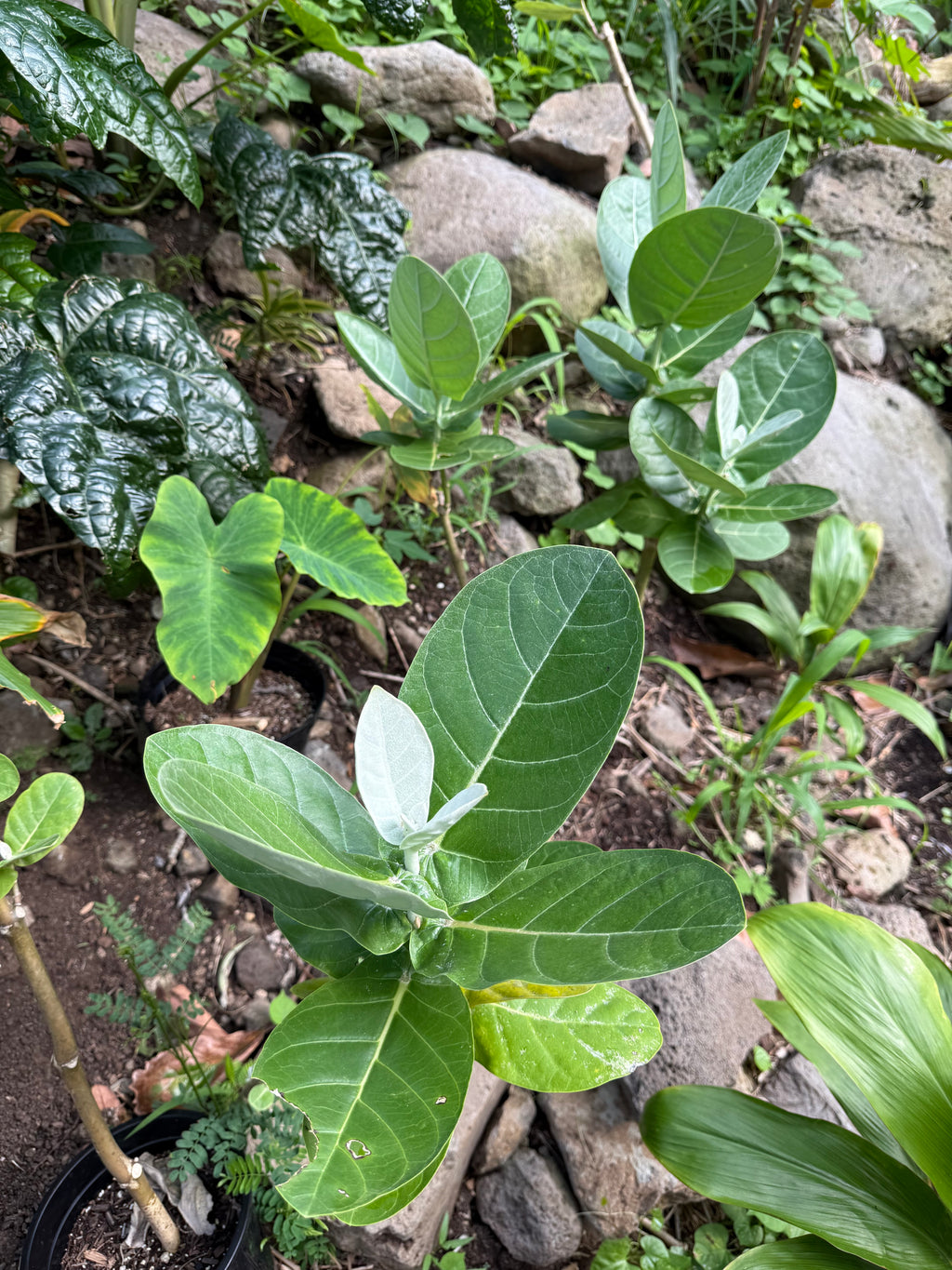White kalaunu [crown flower]