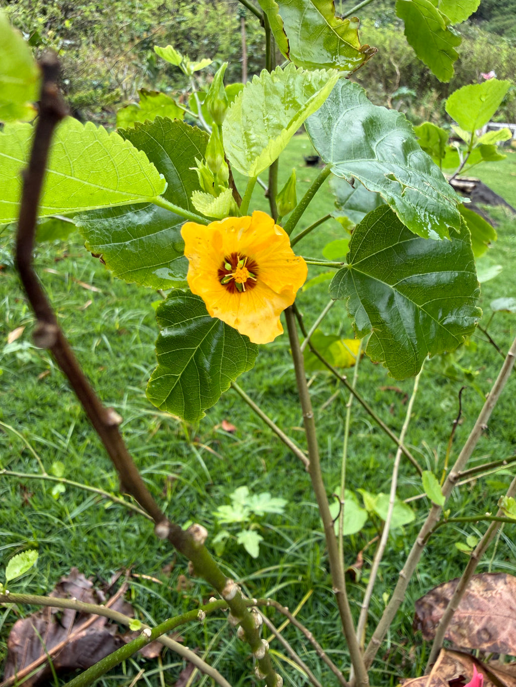 ‘Ilima