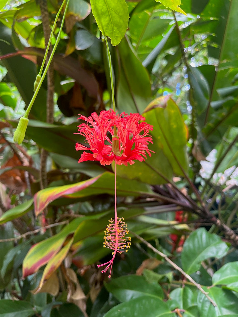 Japanese Lantern Hibiscus