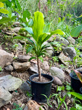 Ti leaf