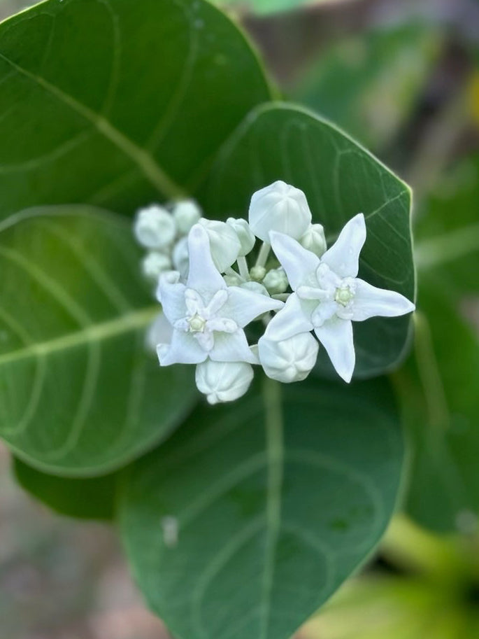 White kalaunu [crown flower]