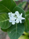 White kalaunu [crown flower]