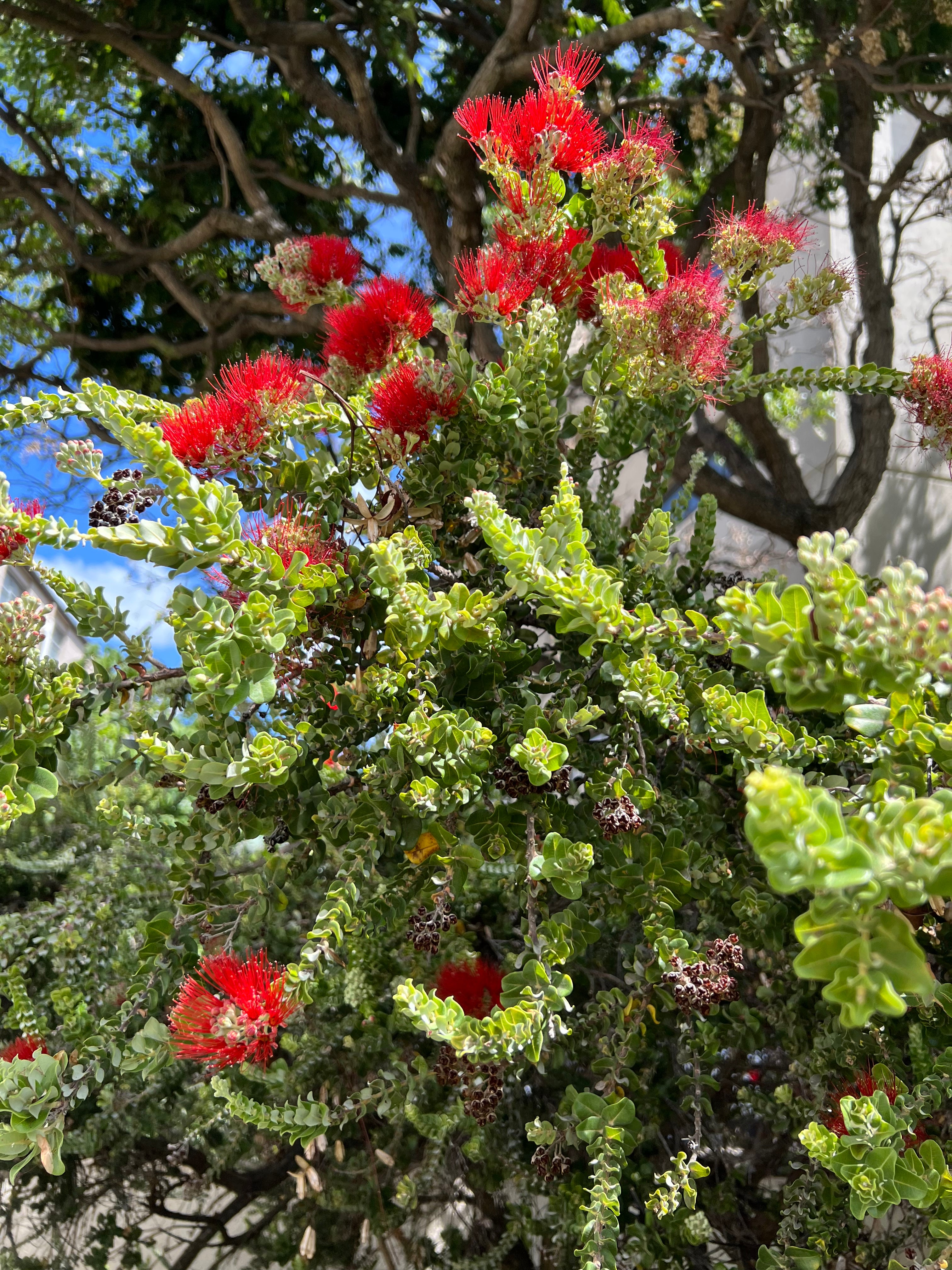 'Ohi'a Lehua