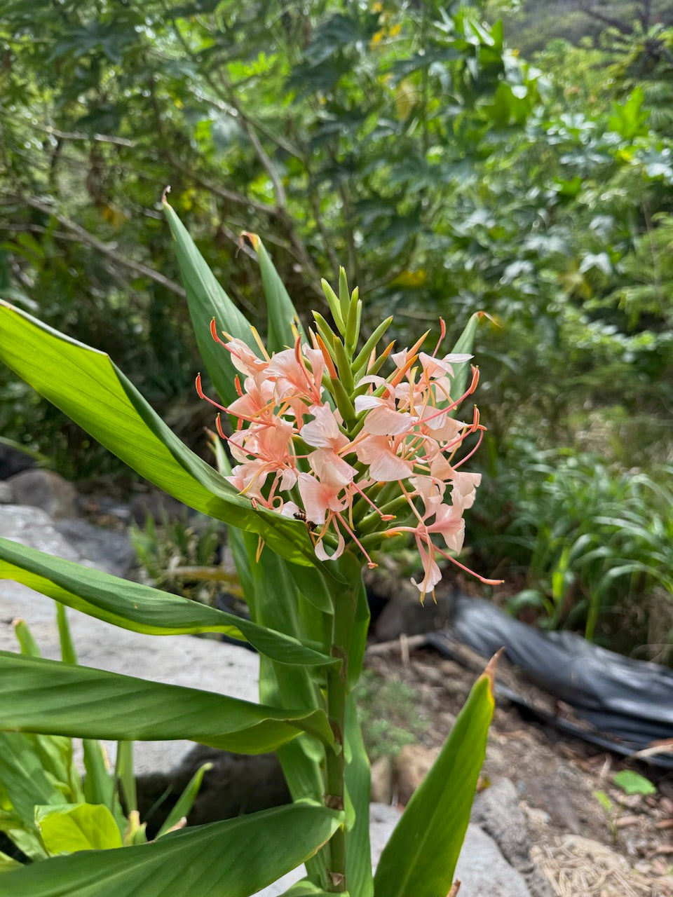 Pink Hedychium ginger lilies