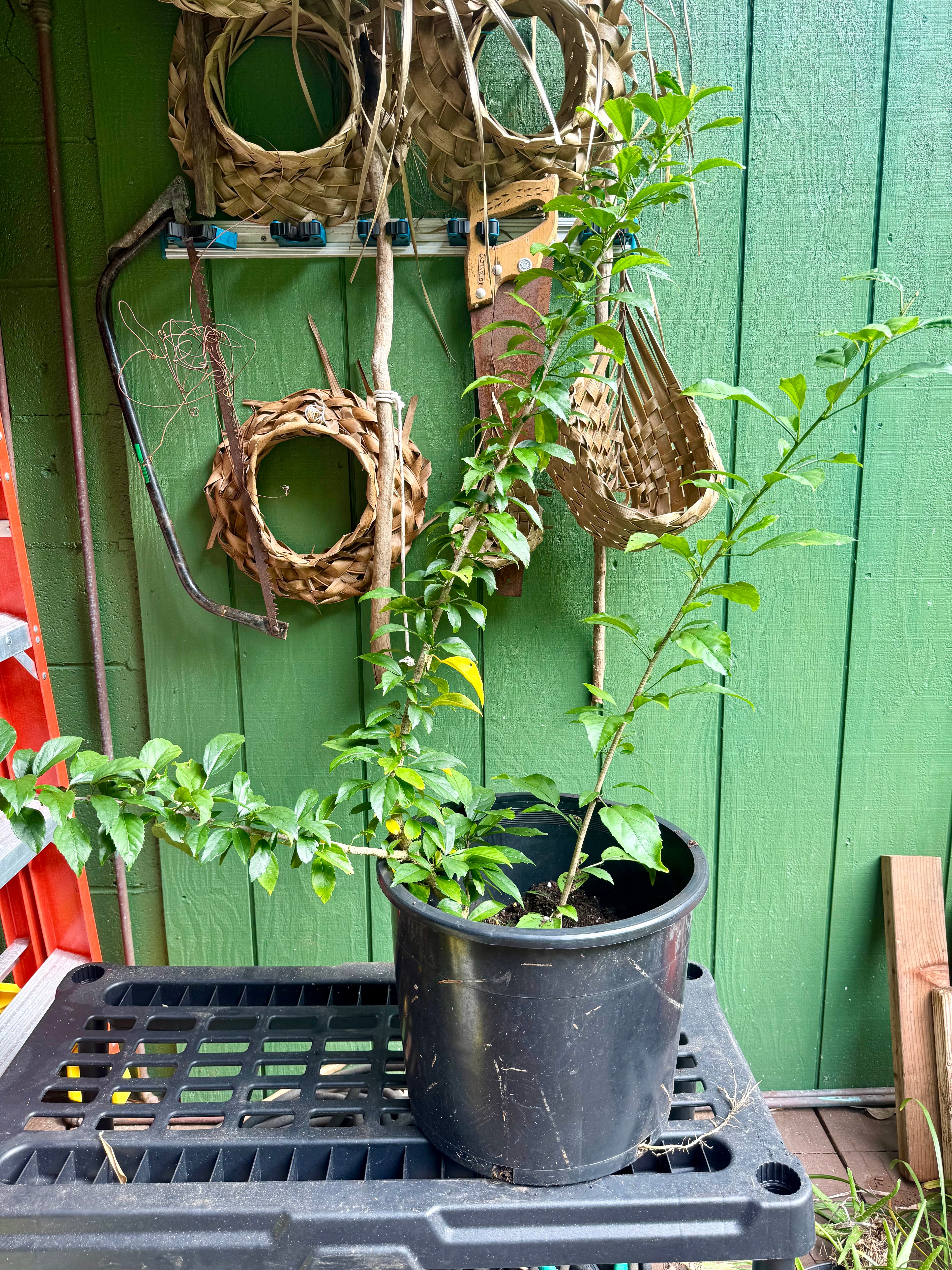 Japanese Lantern Hibiscus