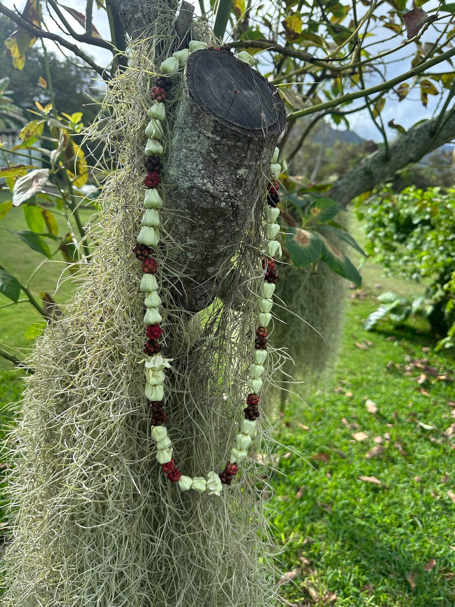 Lei Heʻe [octopus tree berry]
