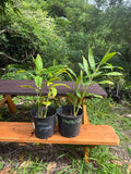 Kahili Hedychium ginger lilies