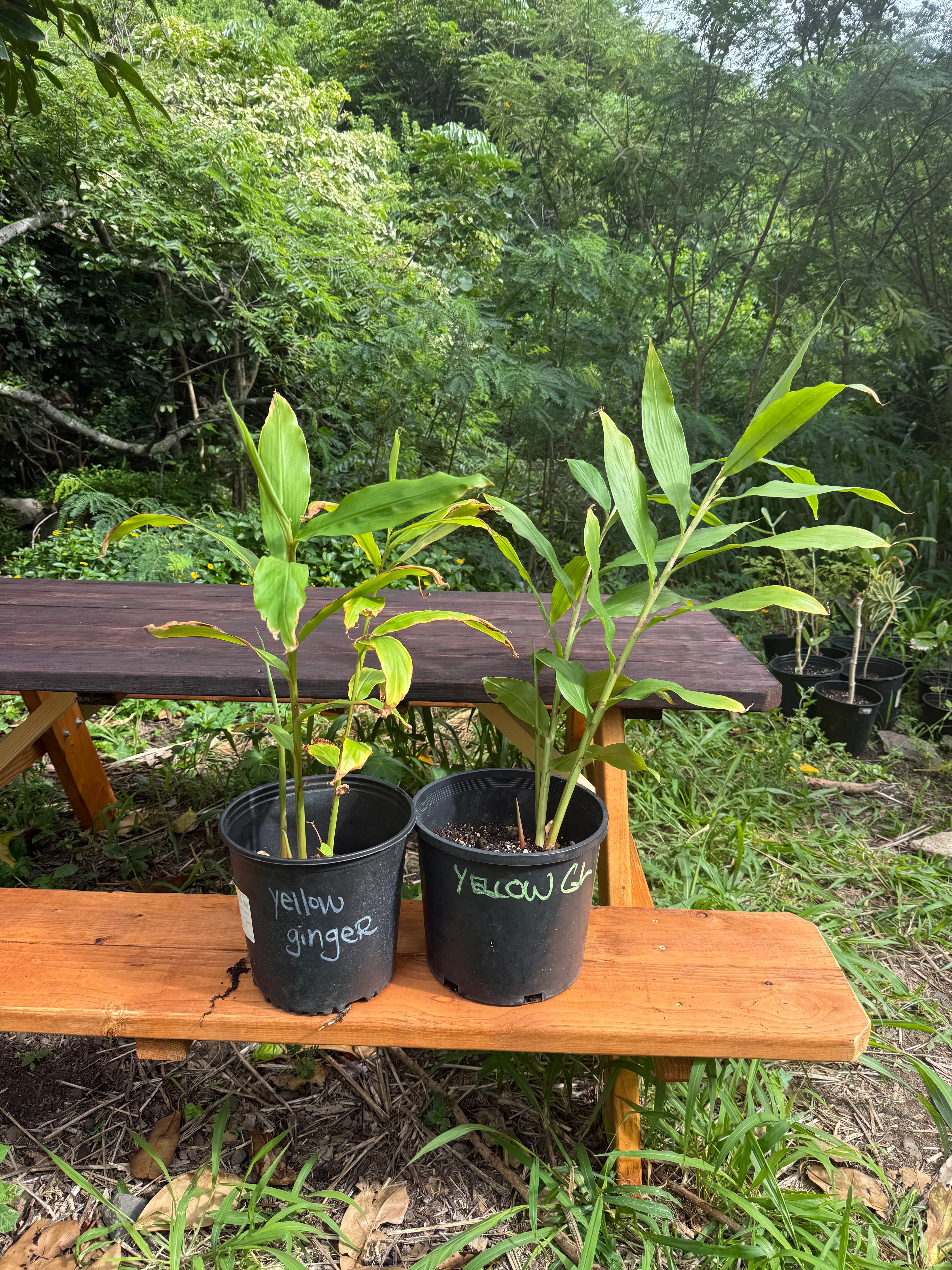 Kahili Hedychium ginger lilies
