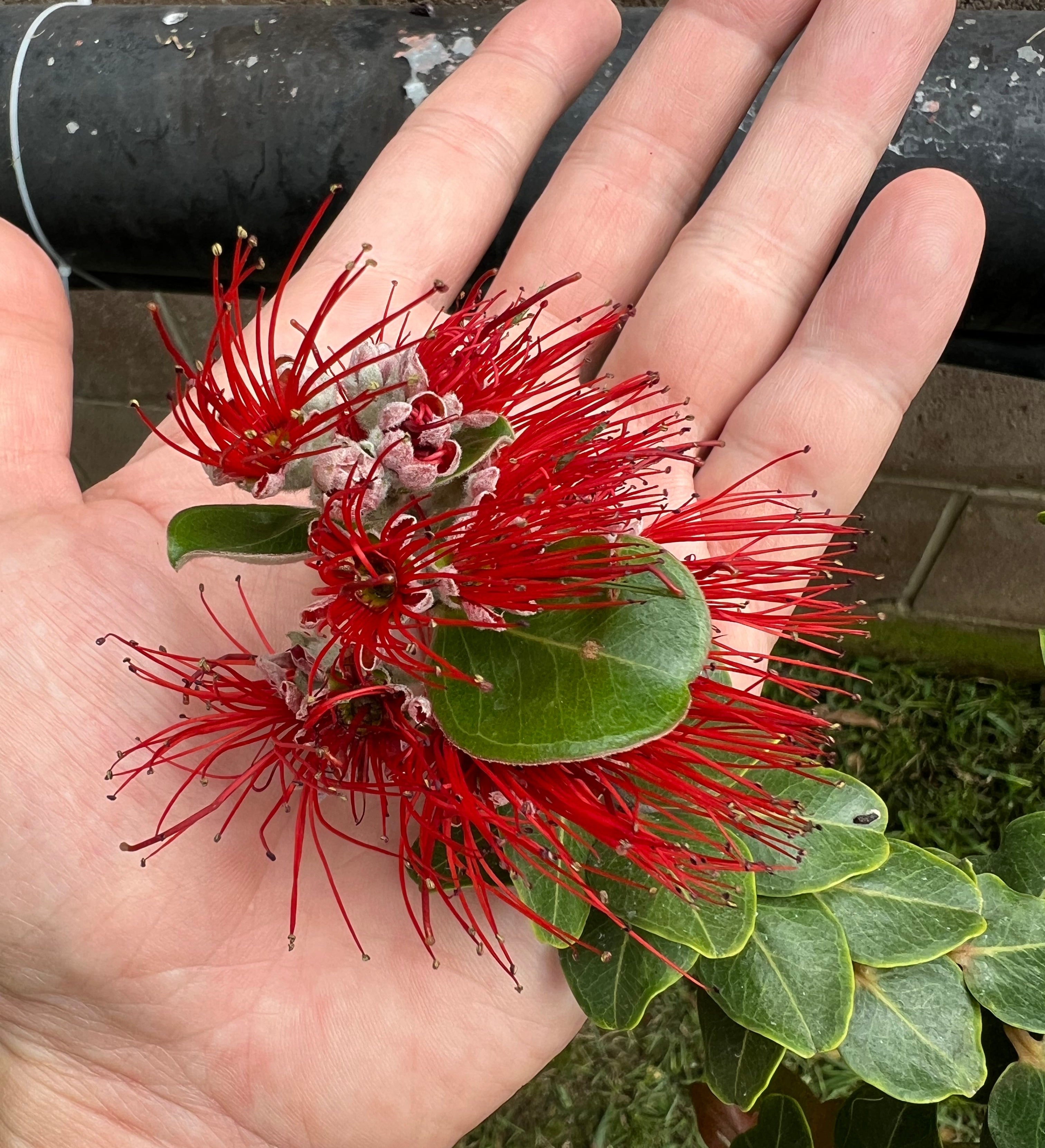 'Ohi'a Lehua