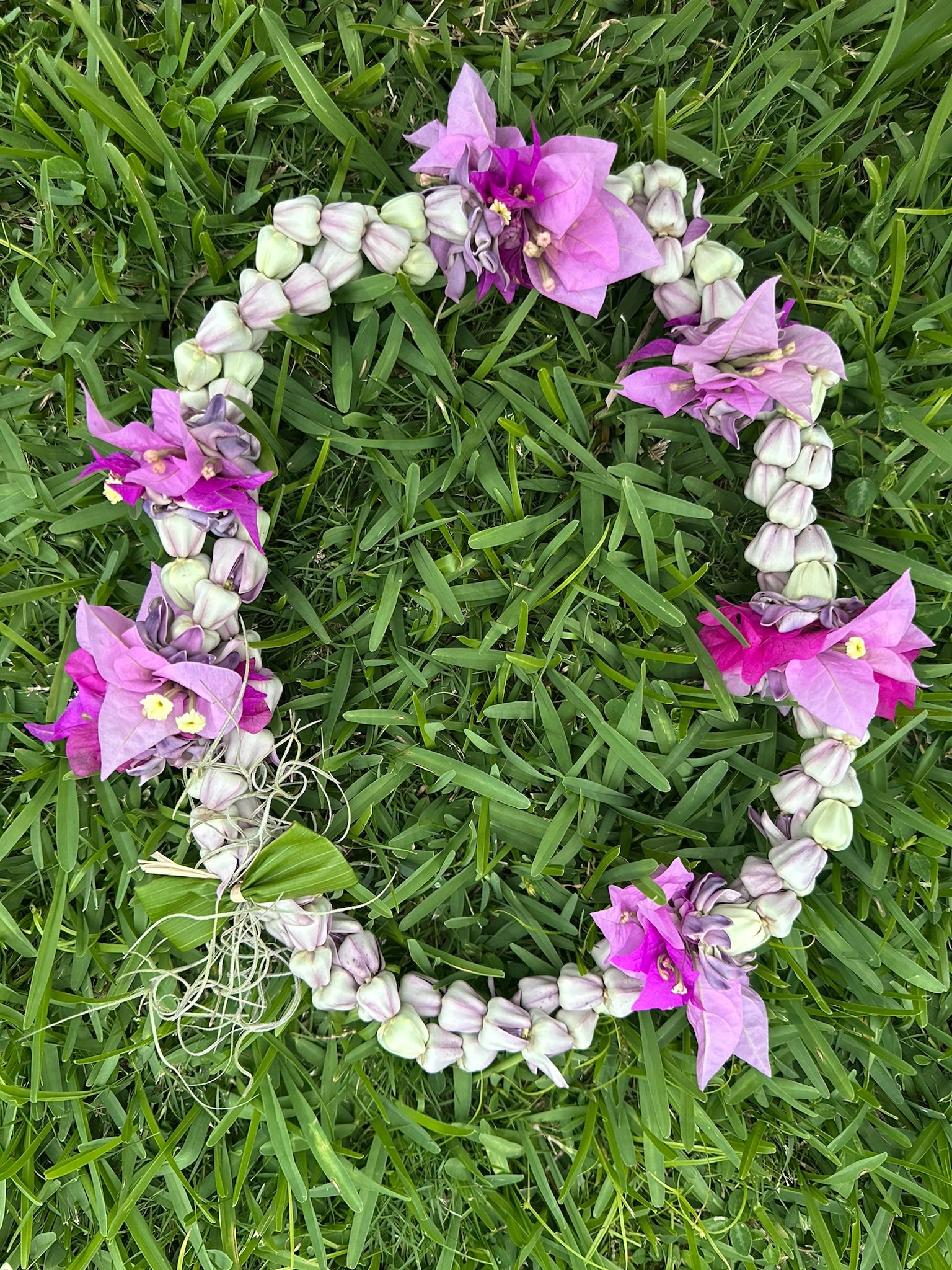Lei Kalaunu [purple+white crown flower]