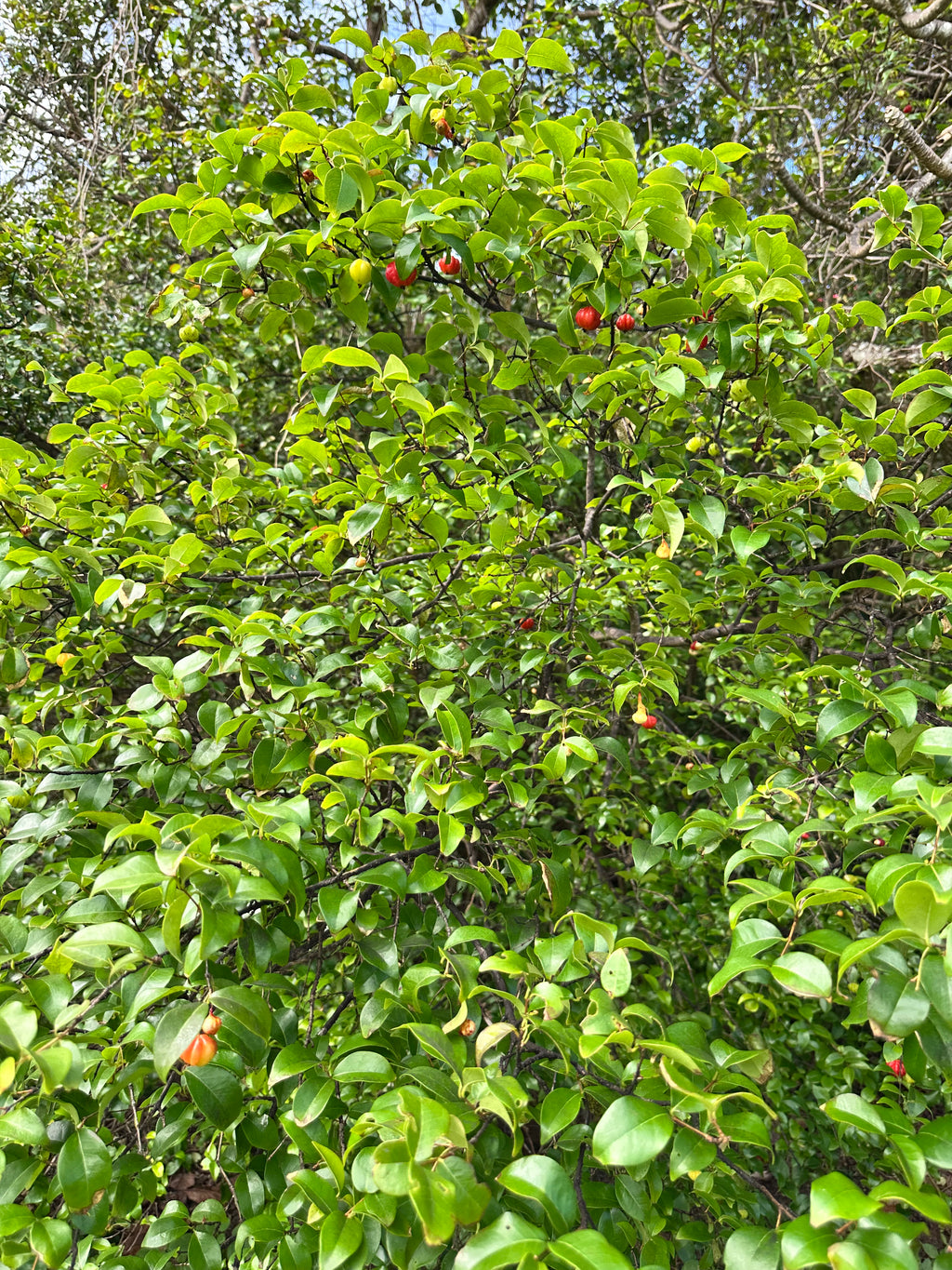 Surinam cherry