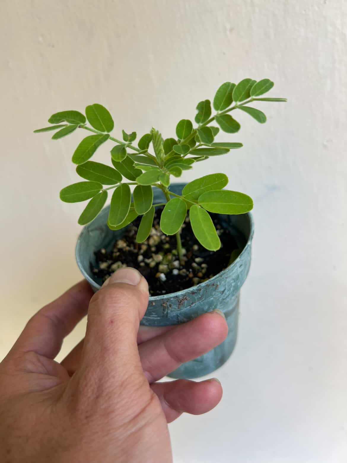 ʻOhai seedling