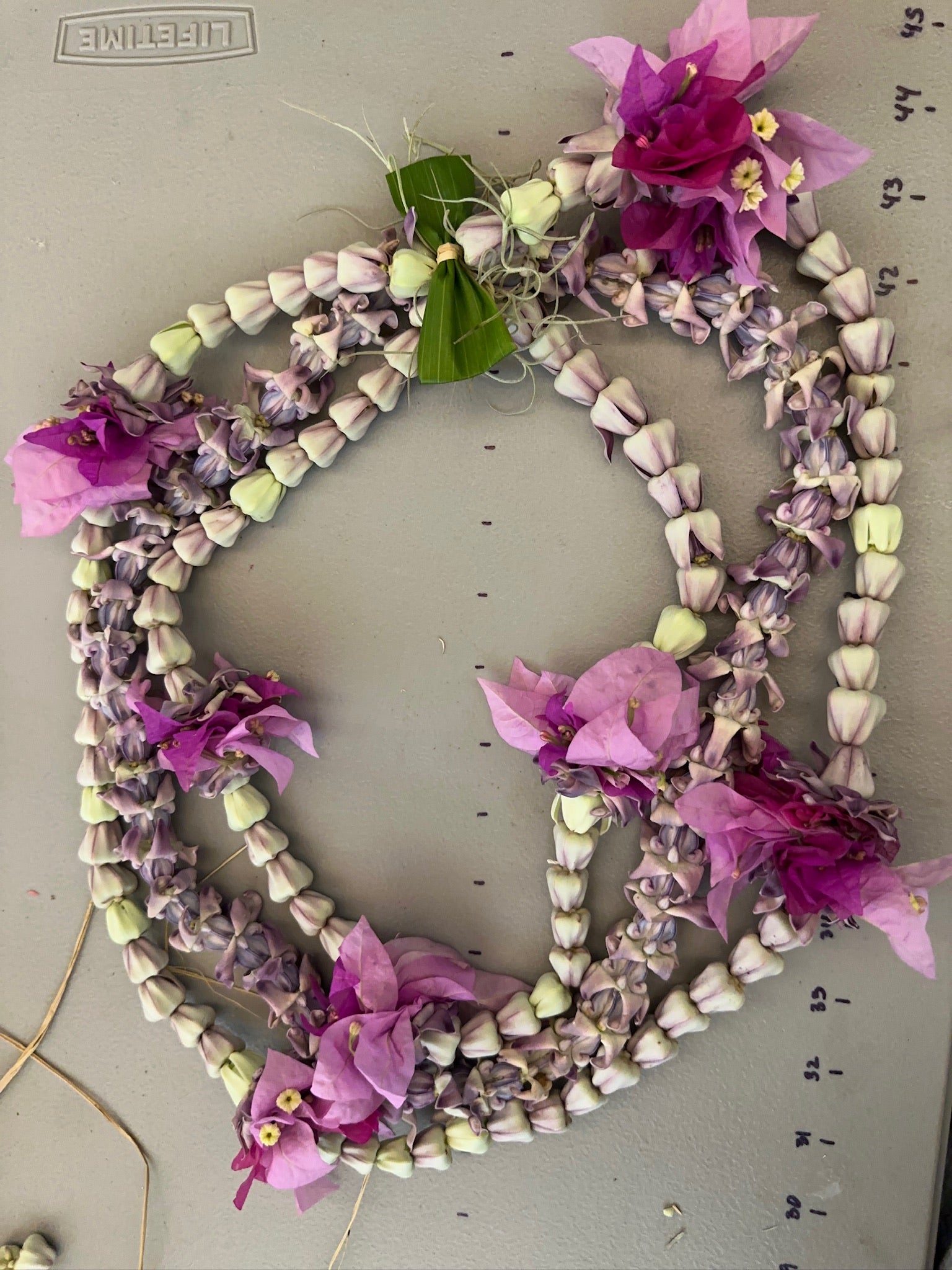 Lei Kalaunu [purple+white crown flower]