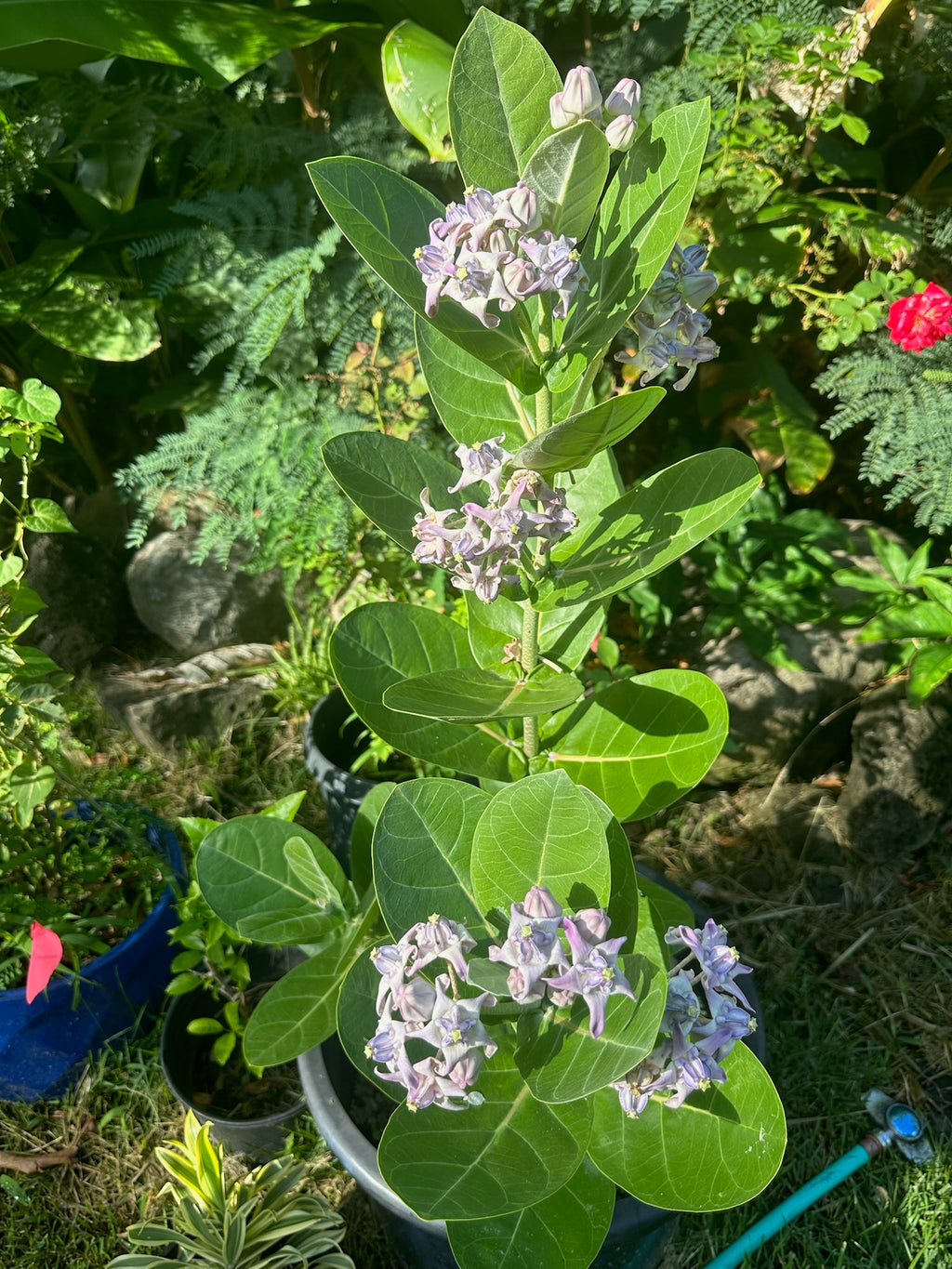 Purple kalaunu [crown flower]