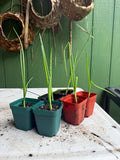 Round Onion - yellow, white, red