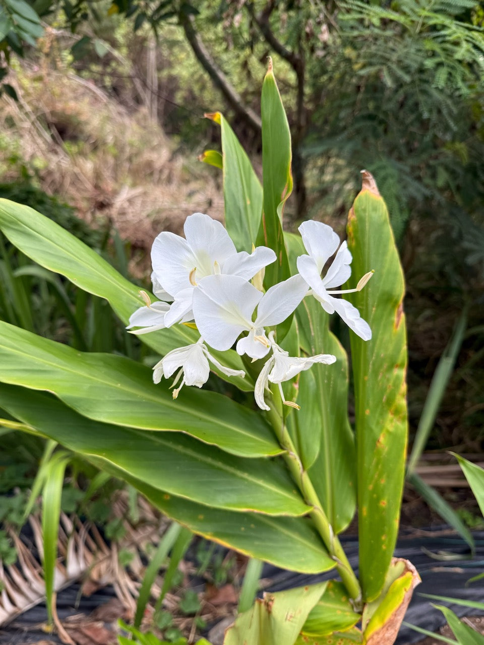 White Hedychium ginger lilies