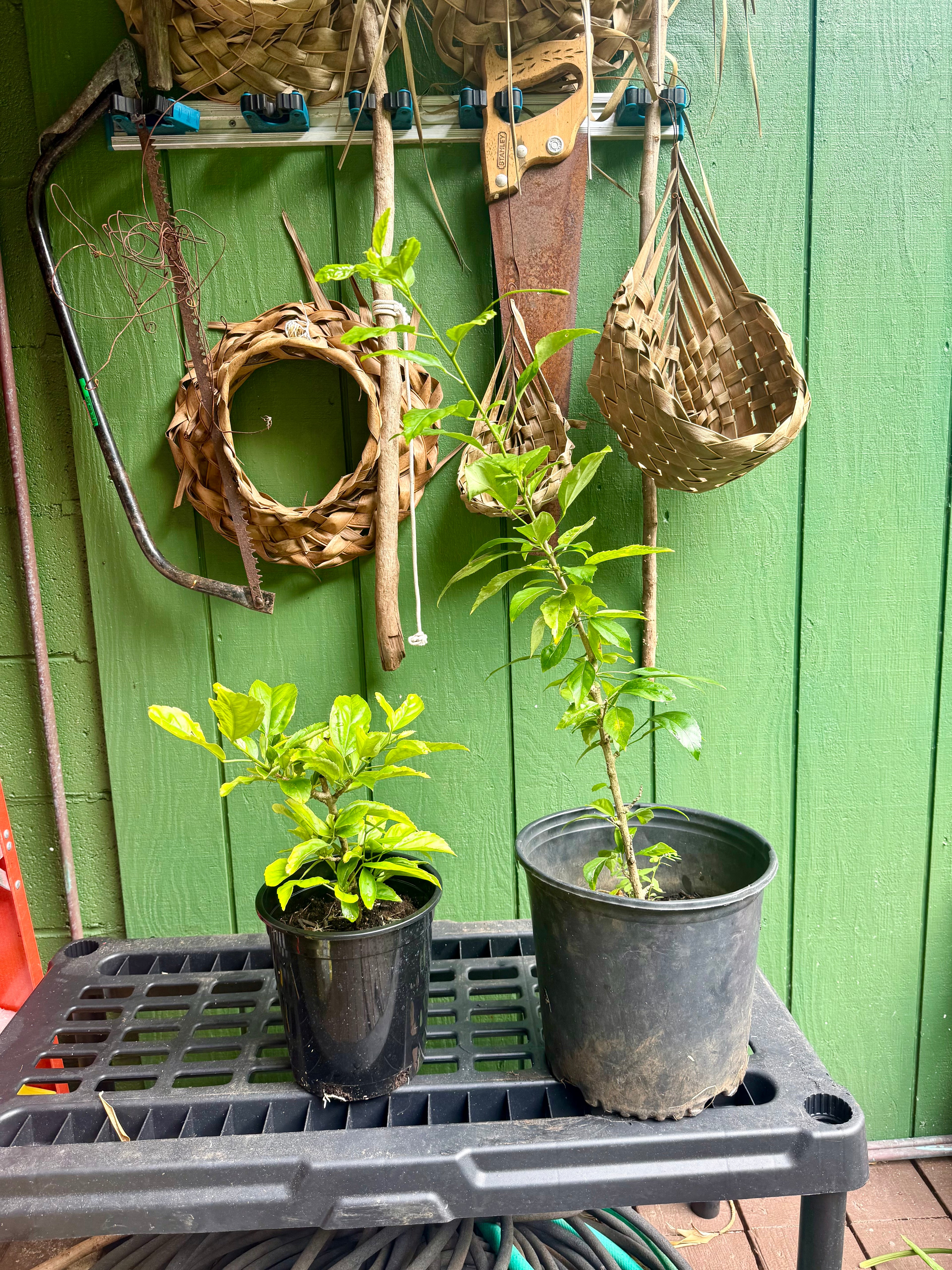 Japanese Lantern Hibiscus