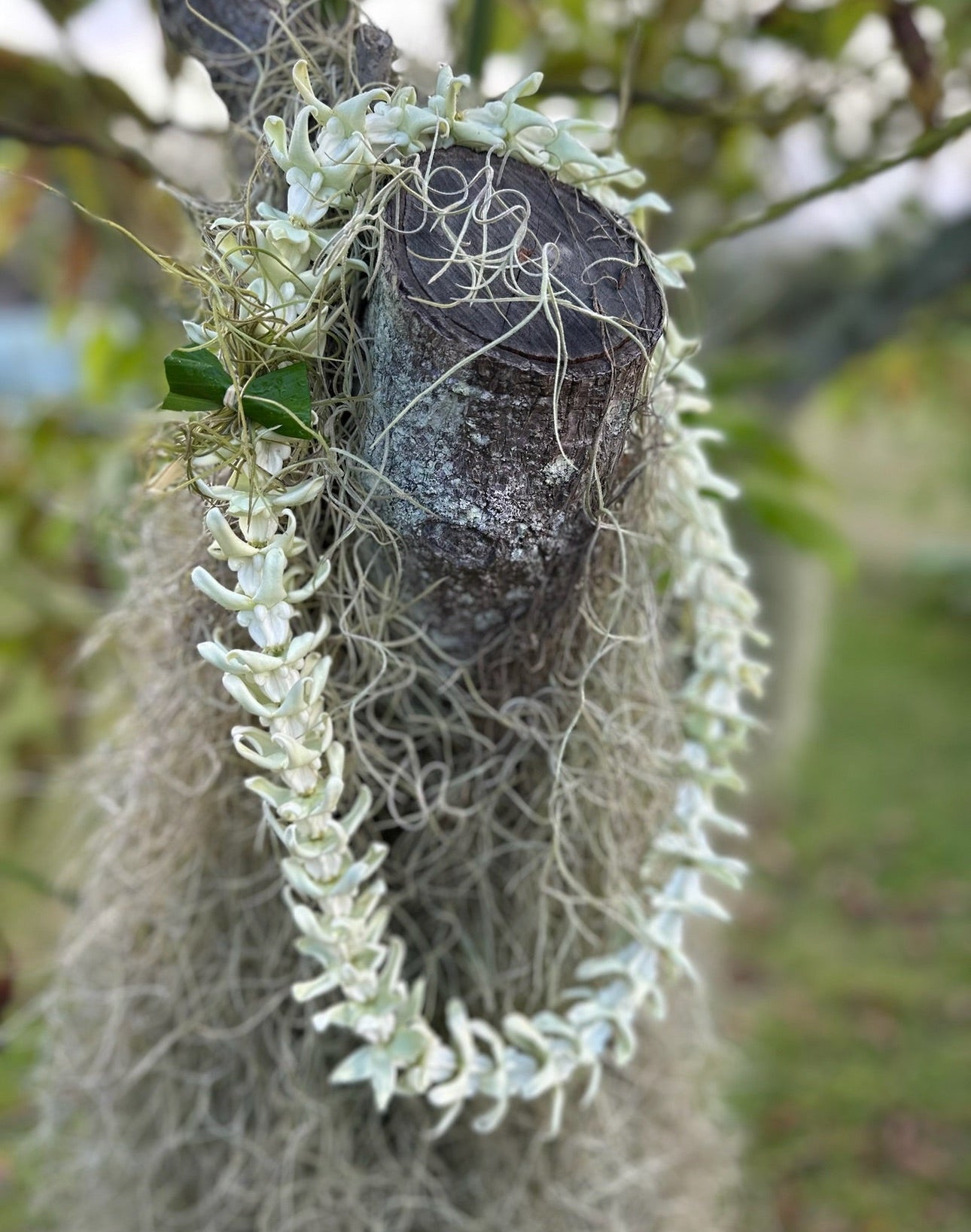 Lei Kalaunu [white crown flower]