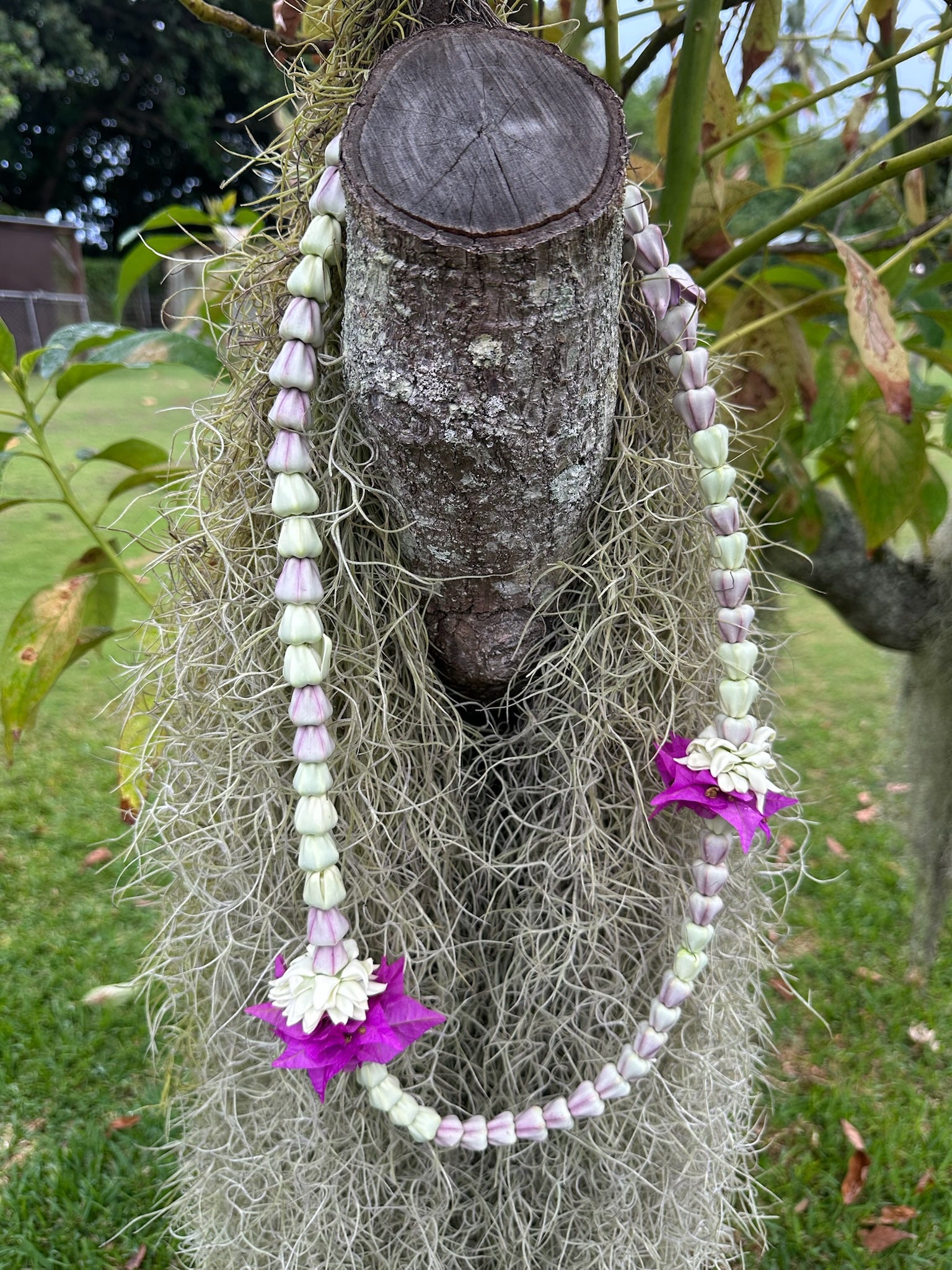 Lei Kalaunu [purple+white crown flower]