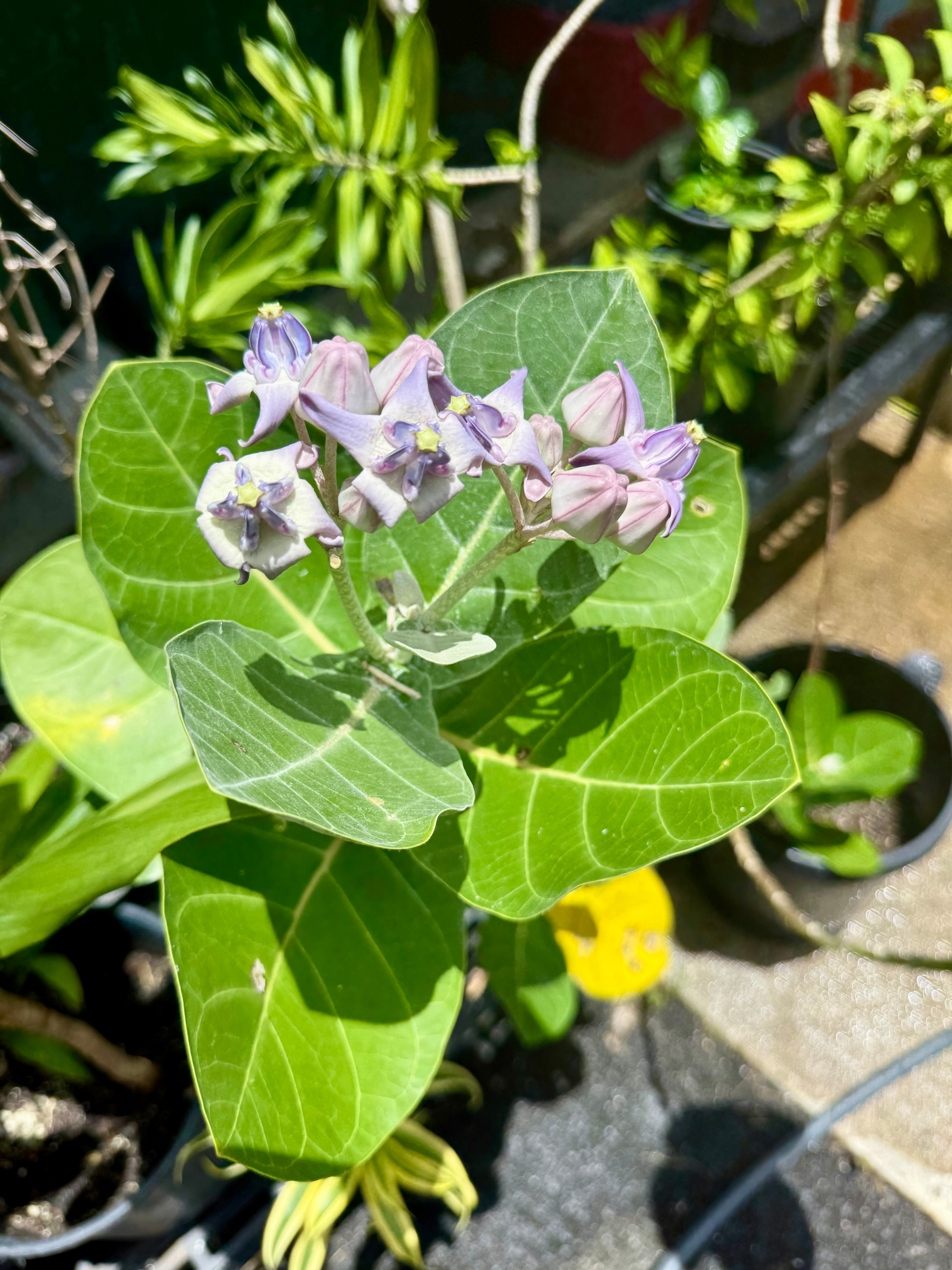 Purple kalaunu [crown flower]