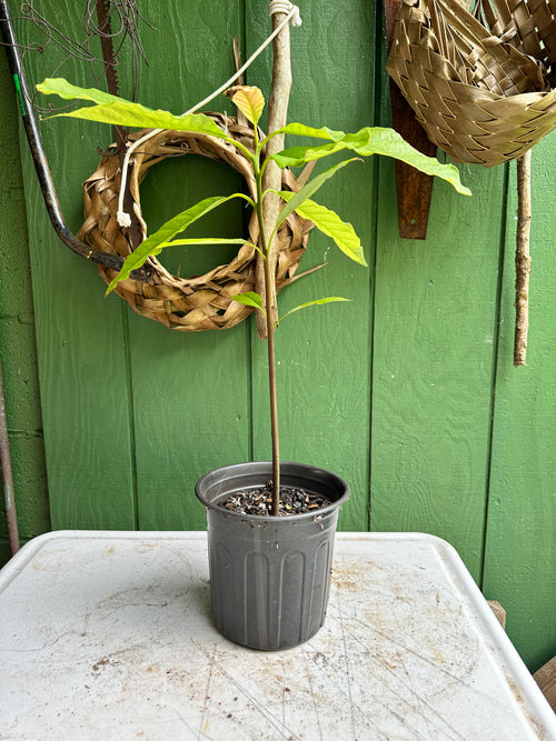 Avocado