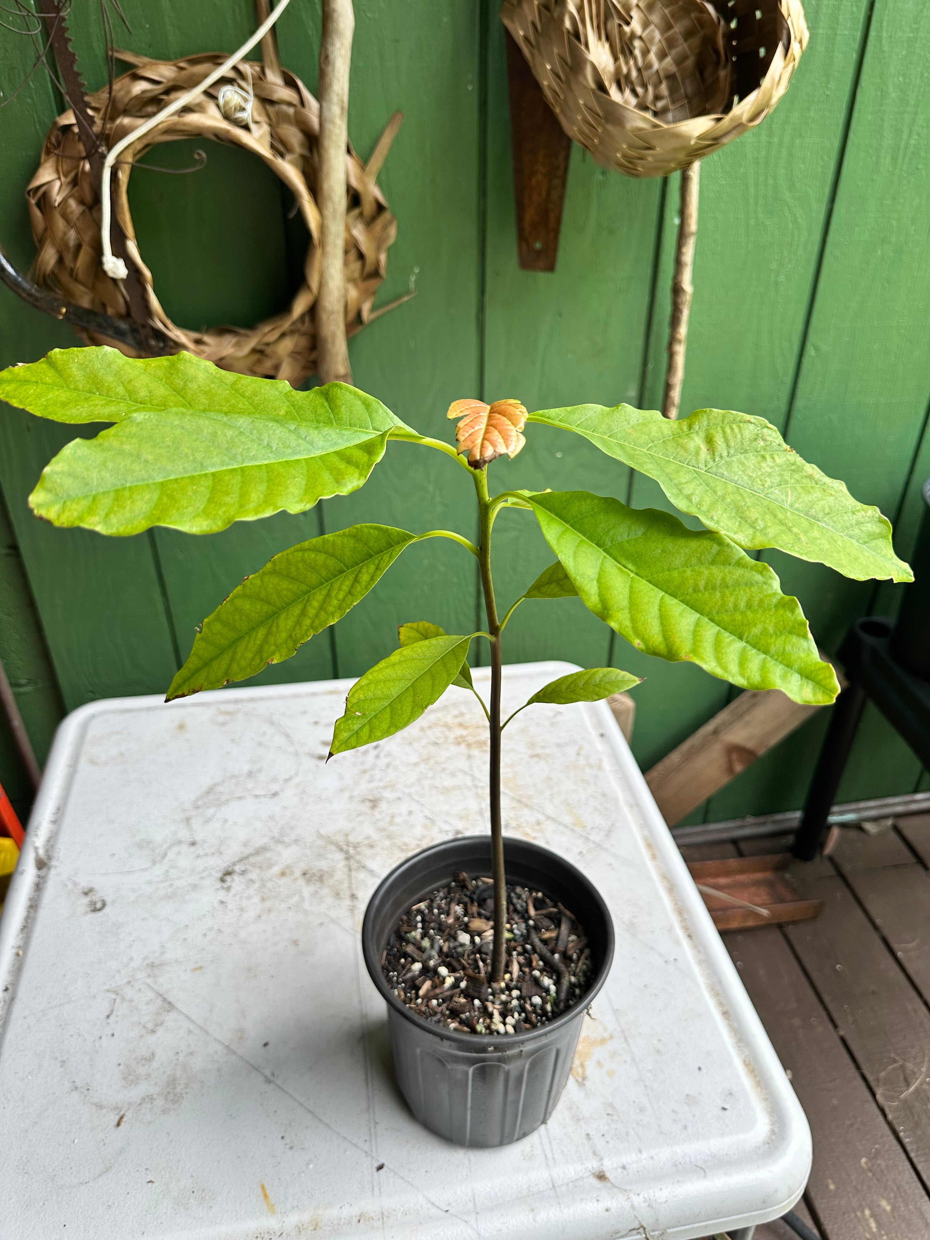 Avocado