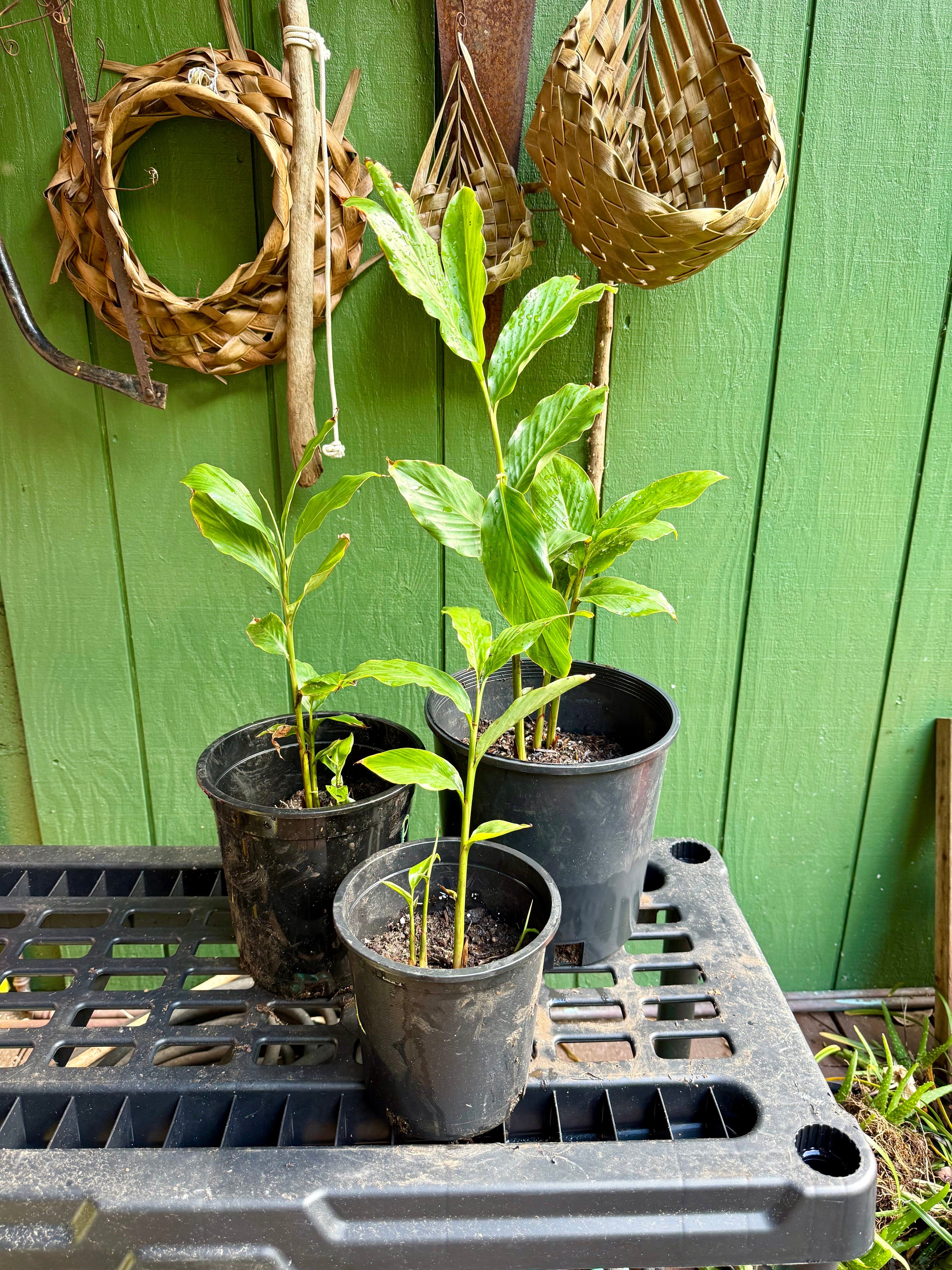 Pink Hedychium ginger lilies