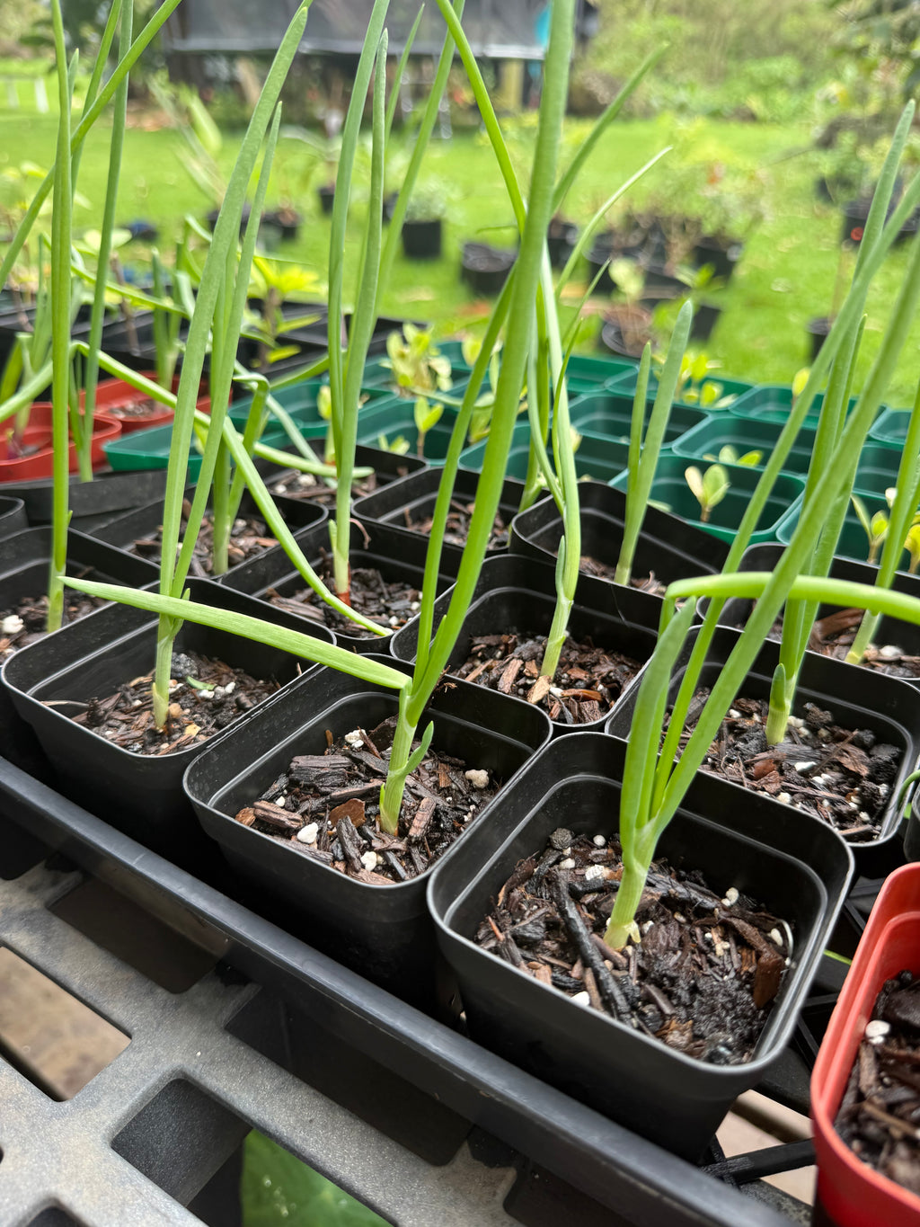 Round Onion - yellow, white, red