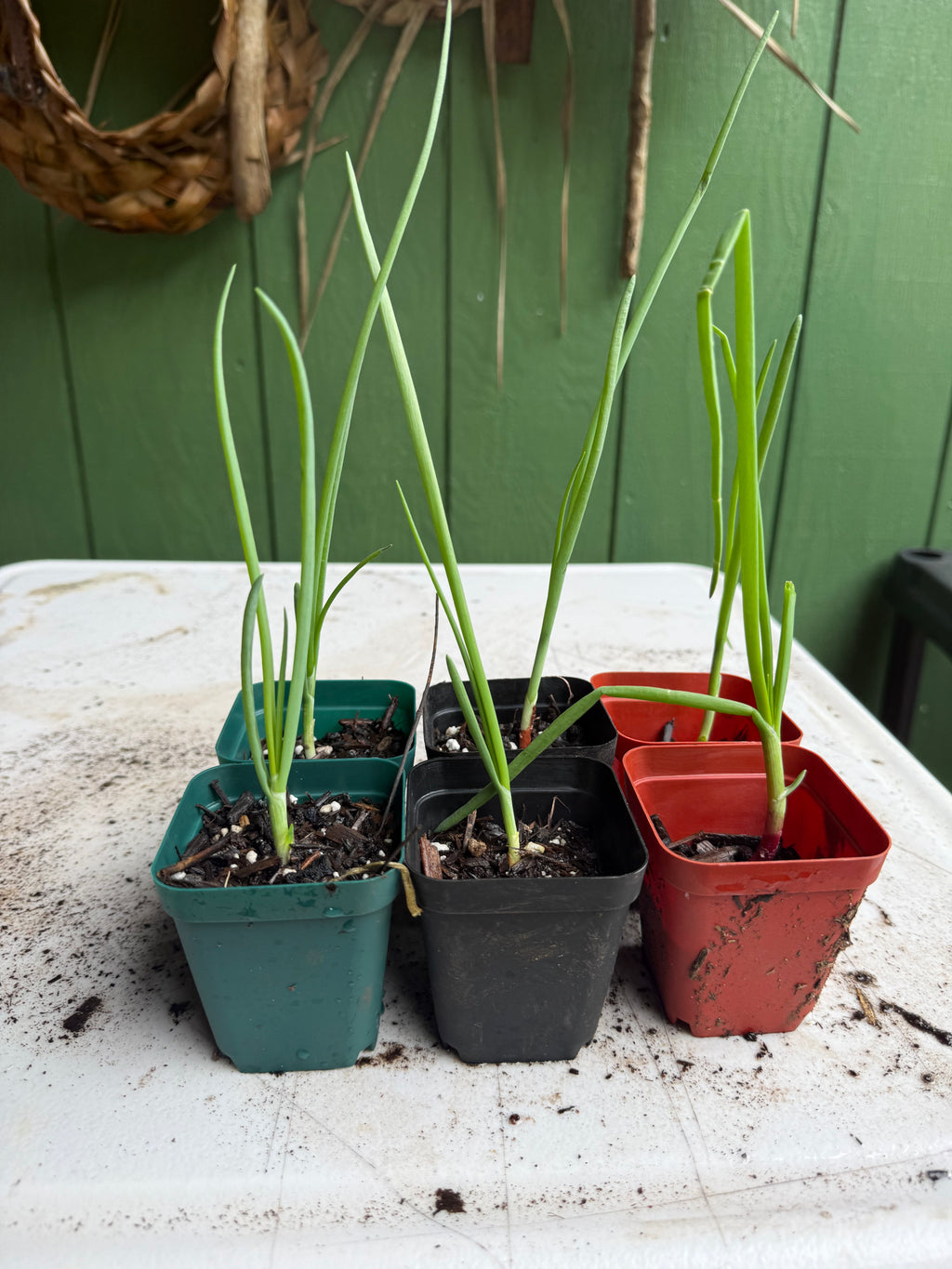 Round Onion - yellow, white, red