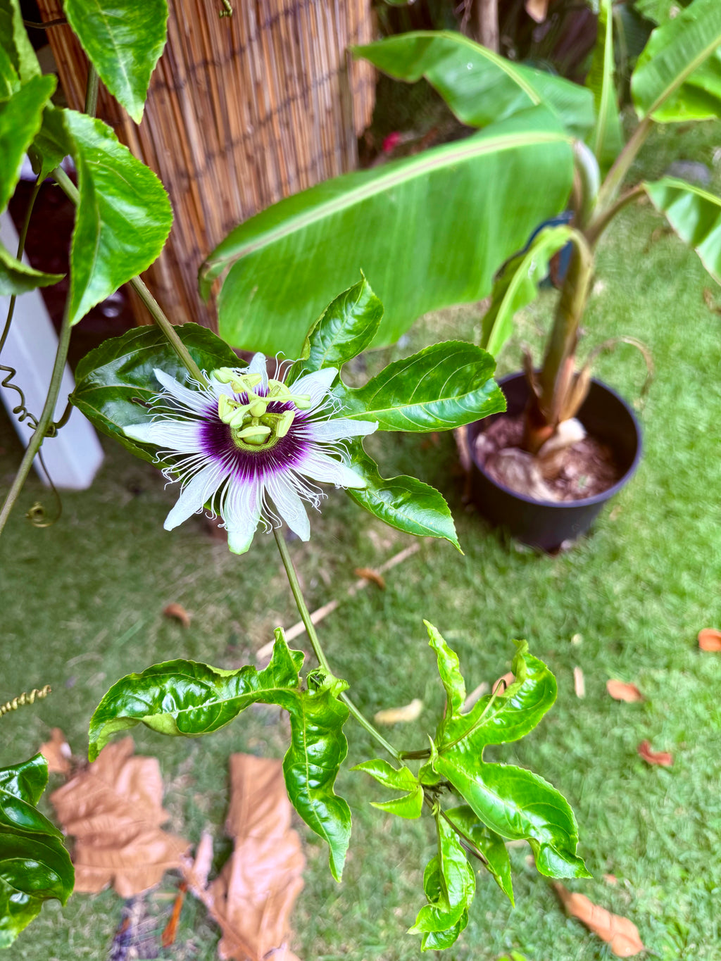 Purple Lilikoi