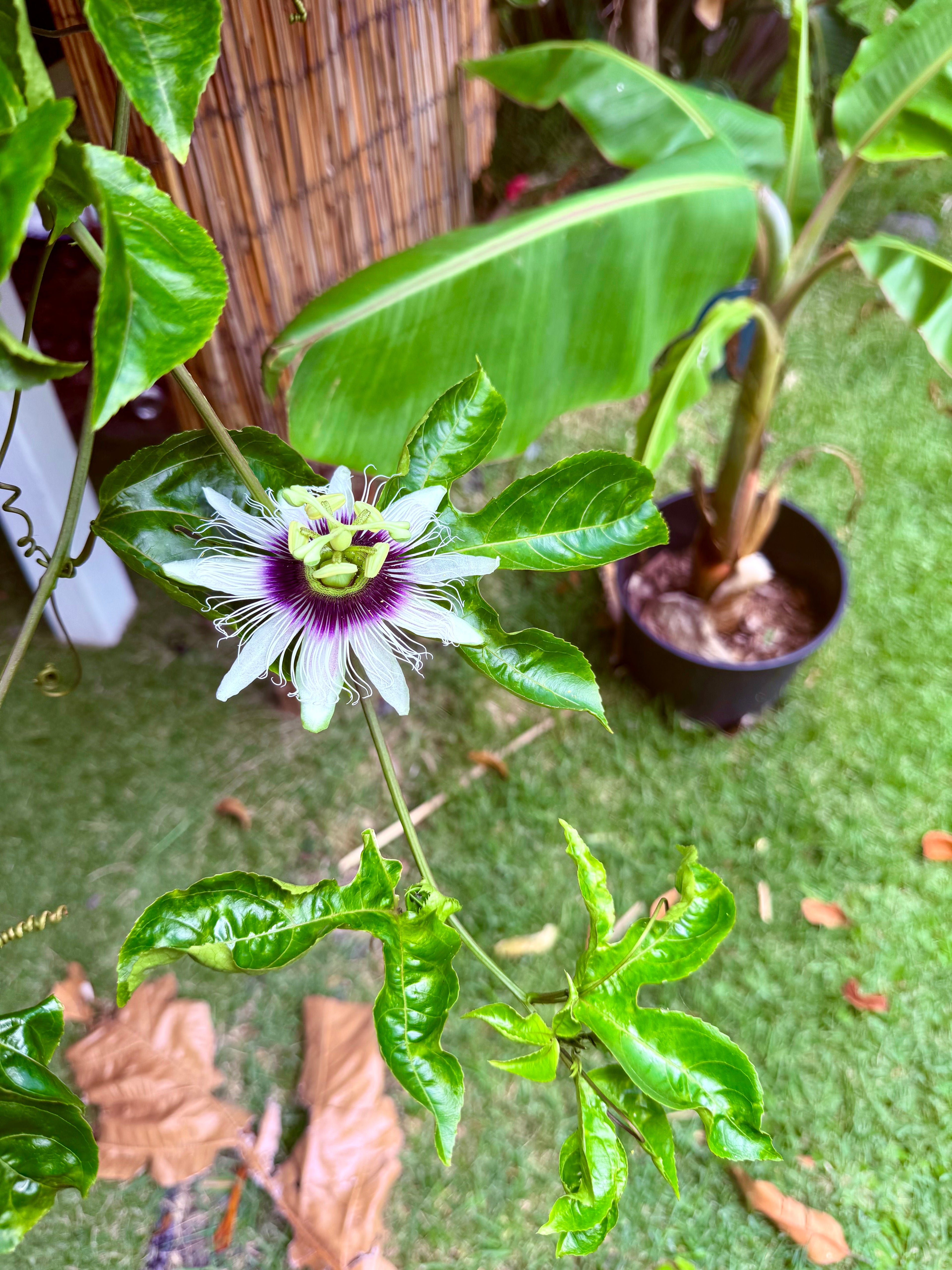 Purple Lilikoi