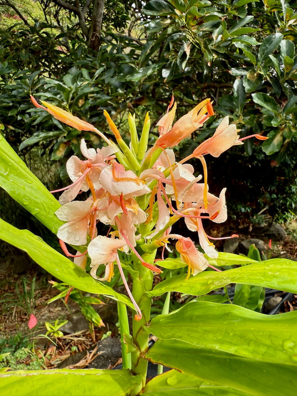 Pink Hedychium ginger lilies