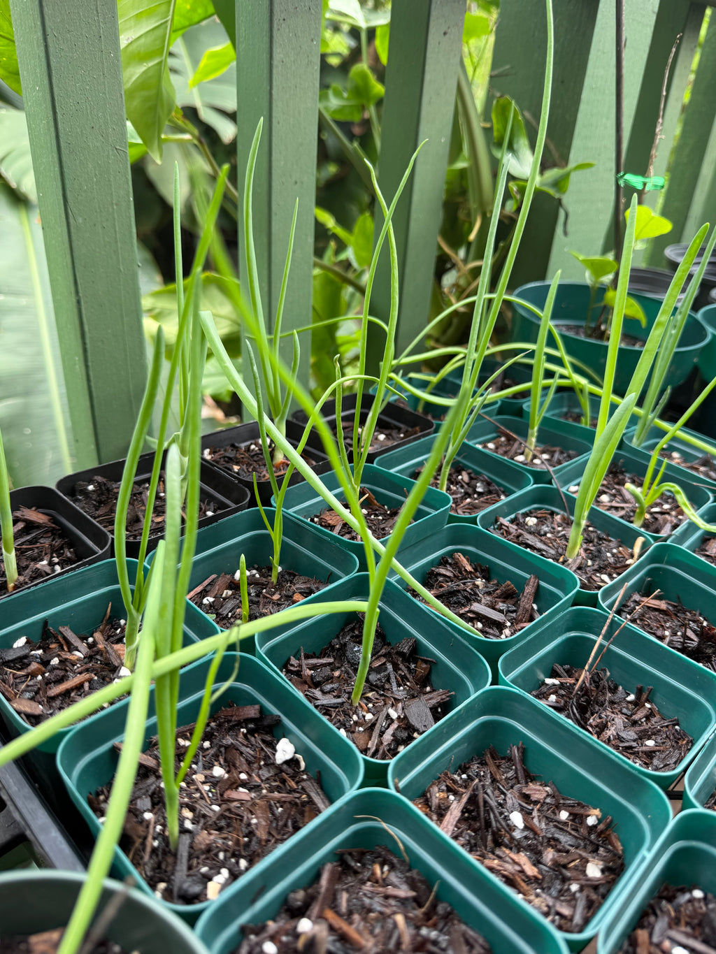 Round Onion - yellow, white, red