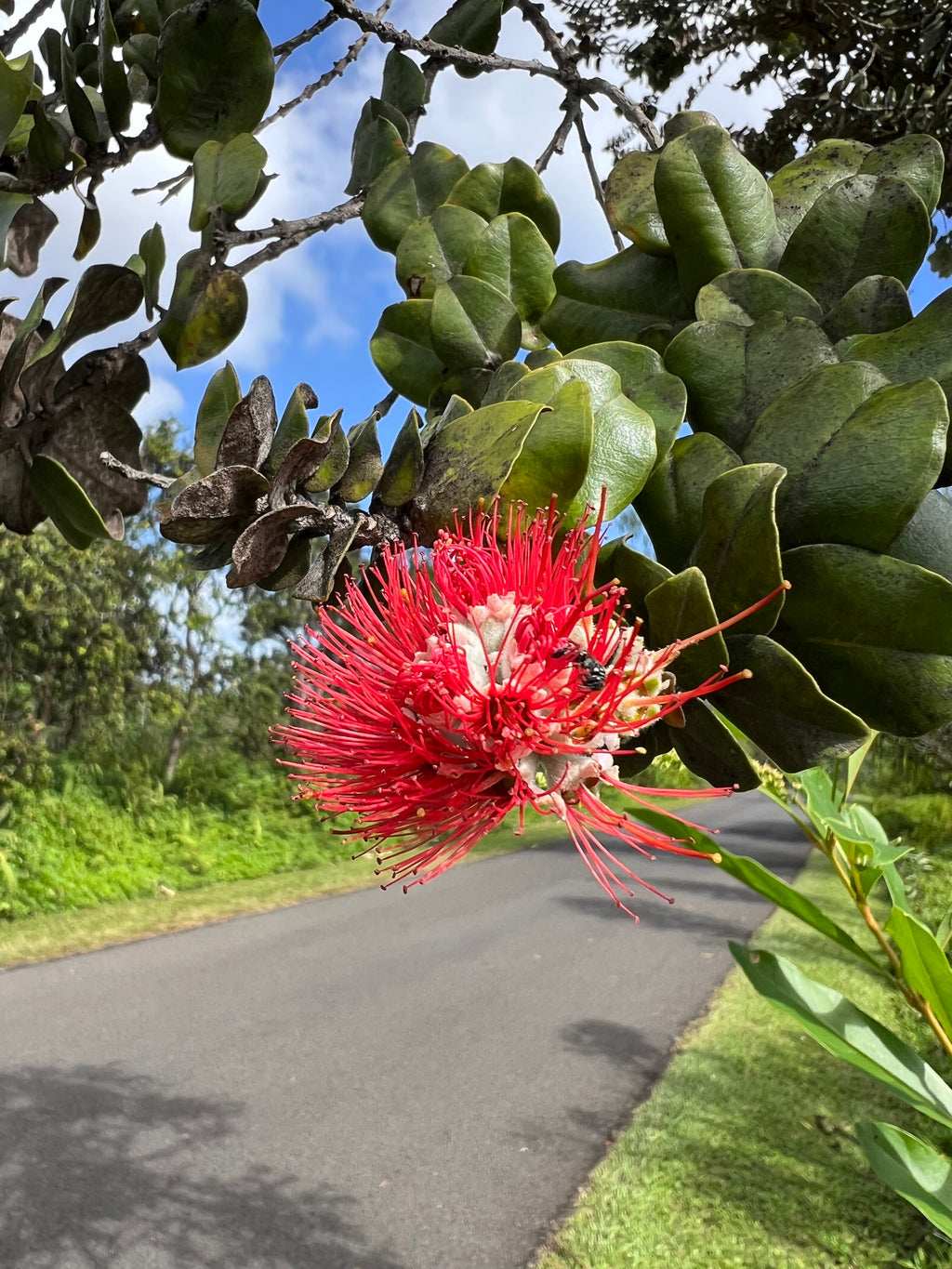 'Ohi'a Lehua