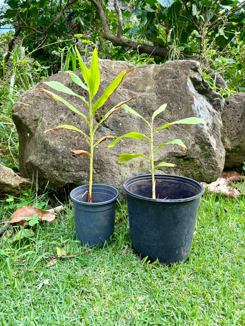 Kahili Hedychium ginger lilies