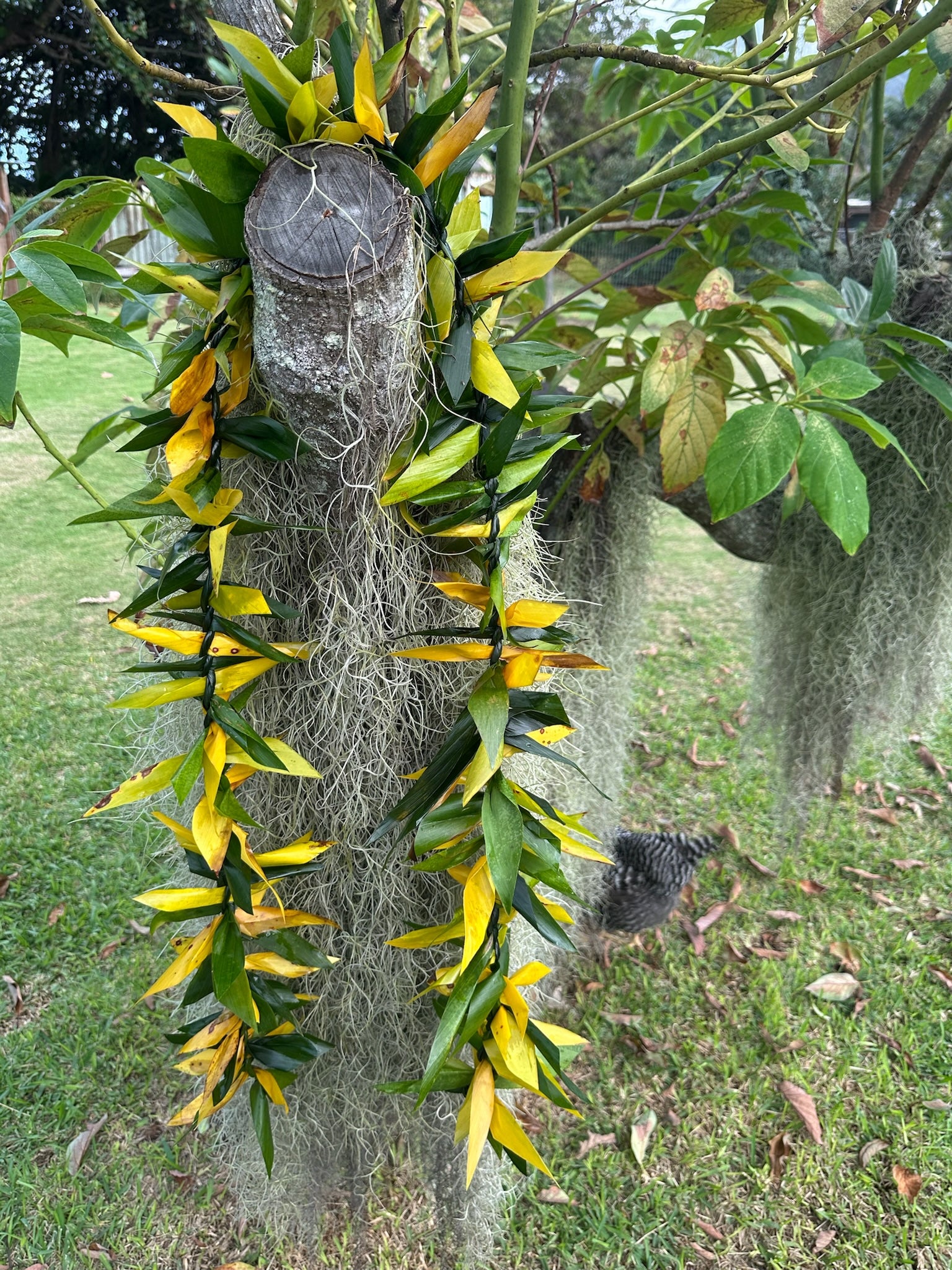 Lei lā`ī maile style [ti leaf]