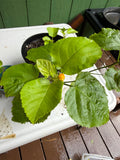‘Ilima