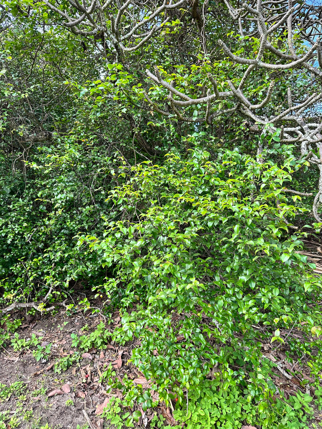 Surinam cherry