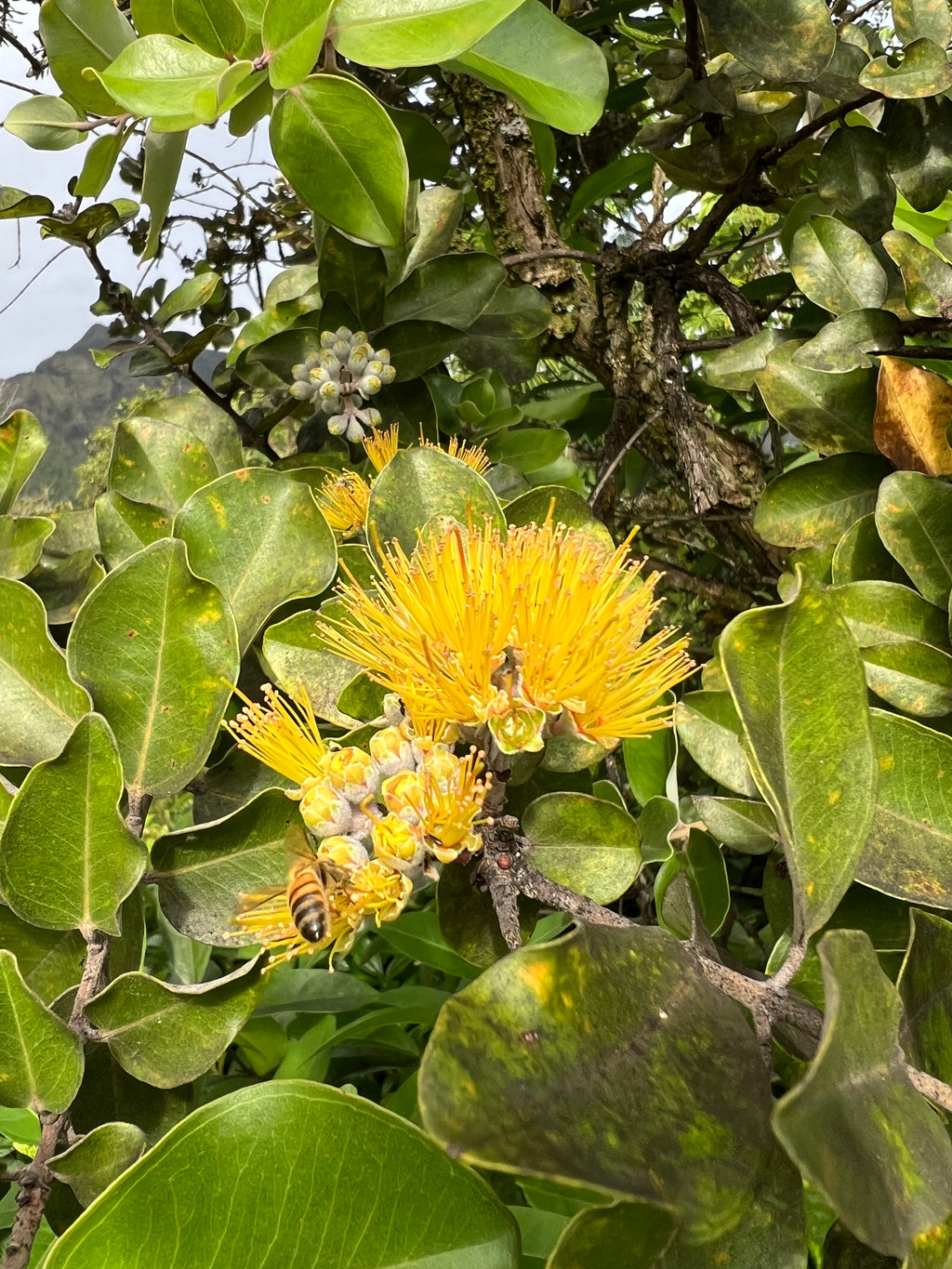 'Ohi'a Lehua