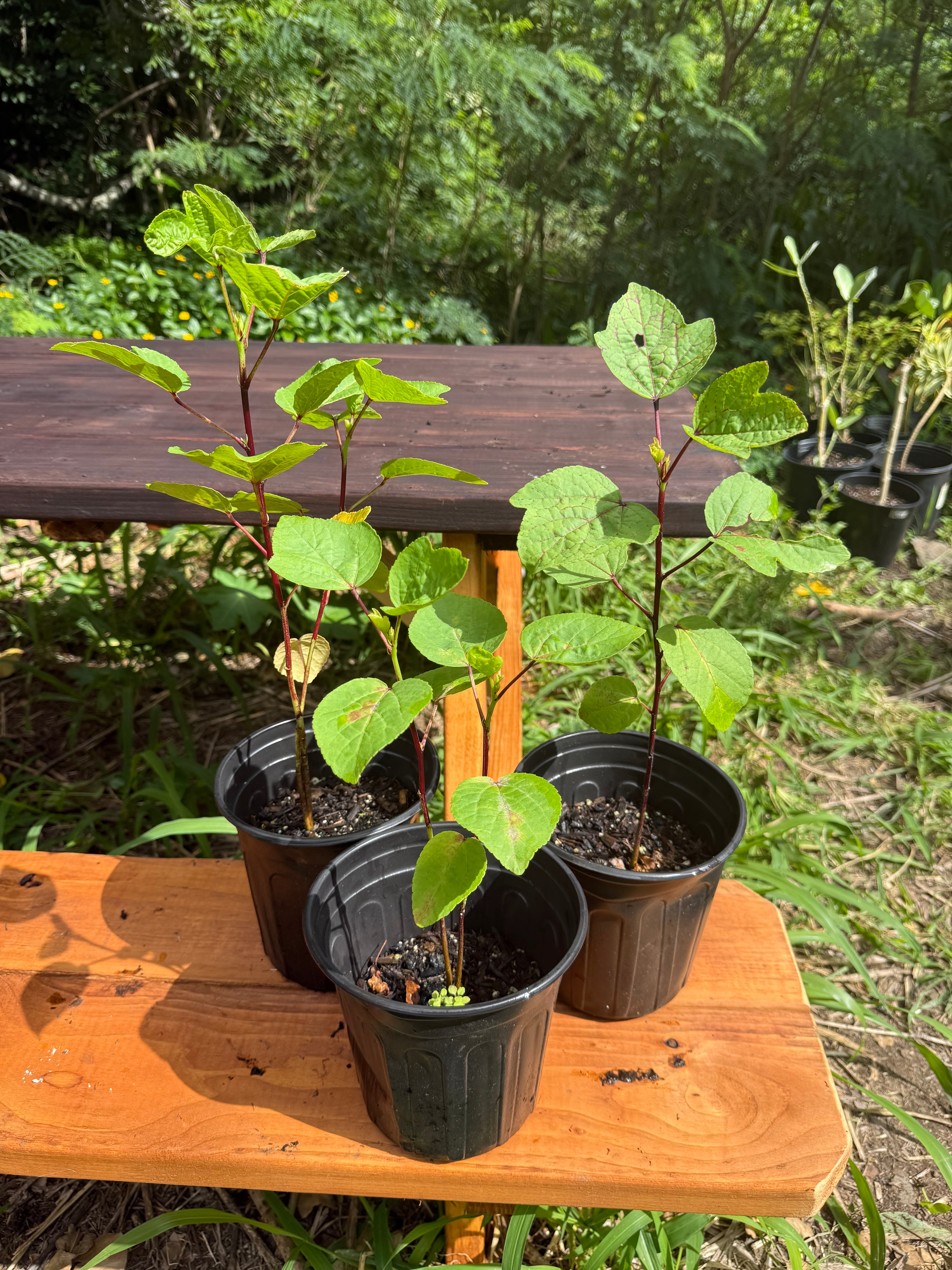 Jamaican Hibiscus