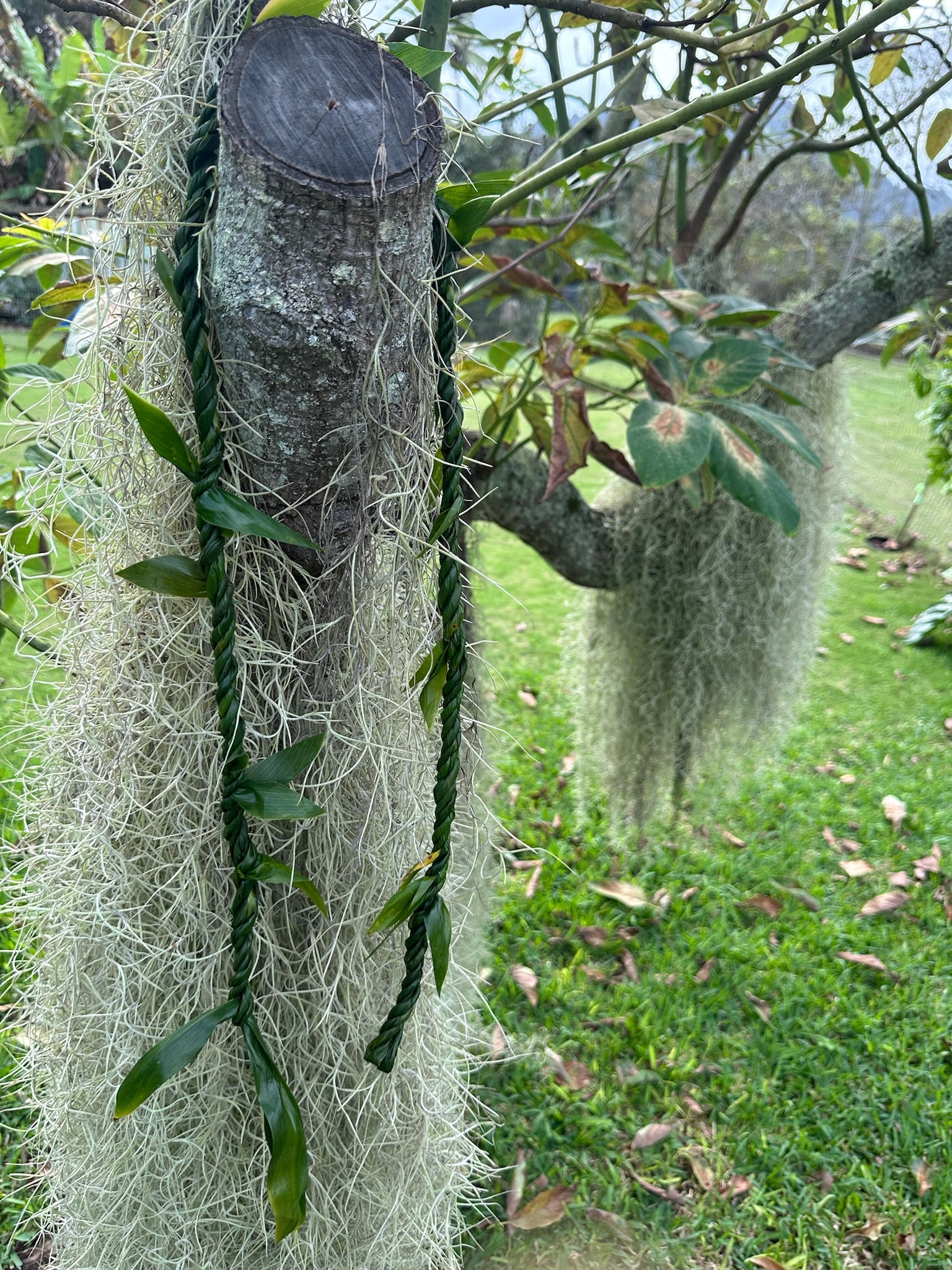Lei lā`ī Hilo style [ti leaf]