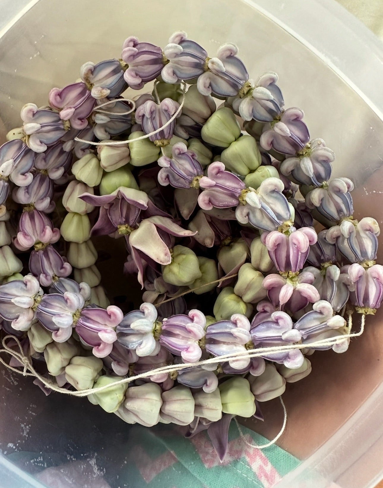 Lei Kalaunu [purple+white crown flower]