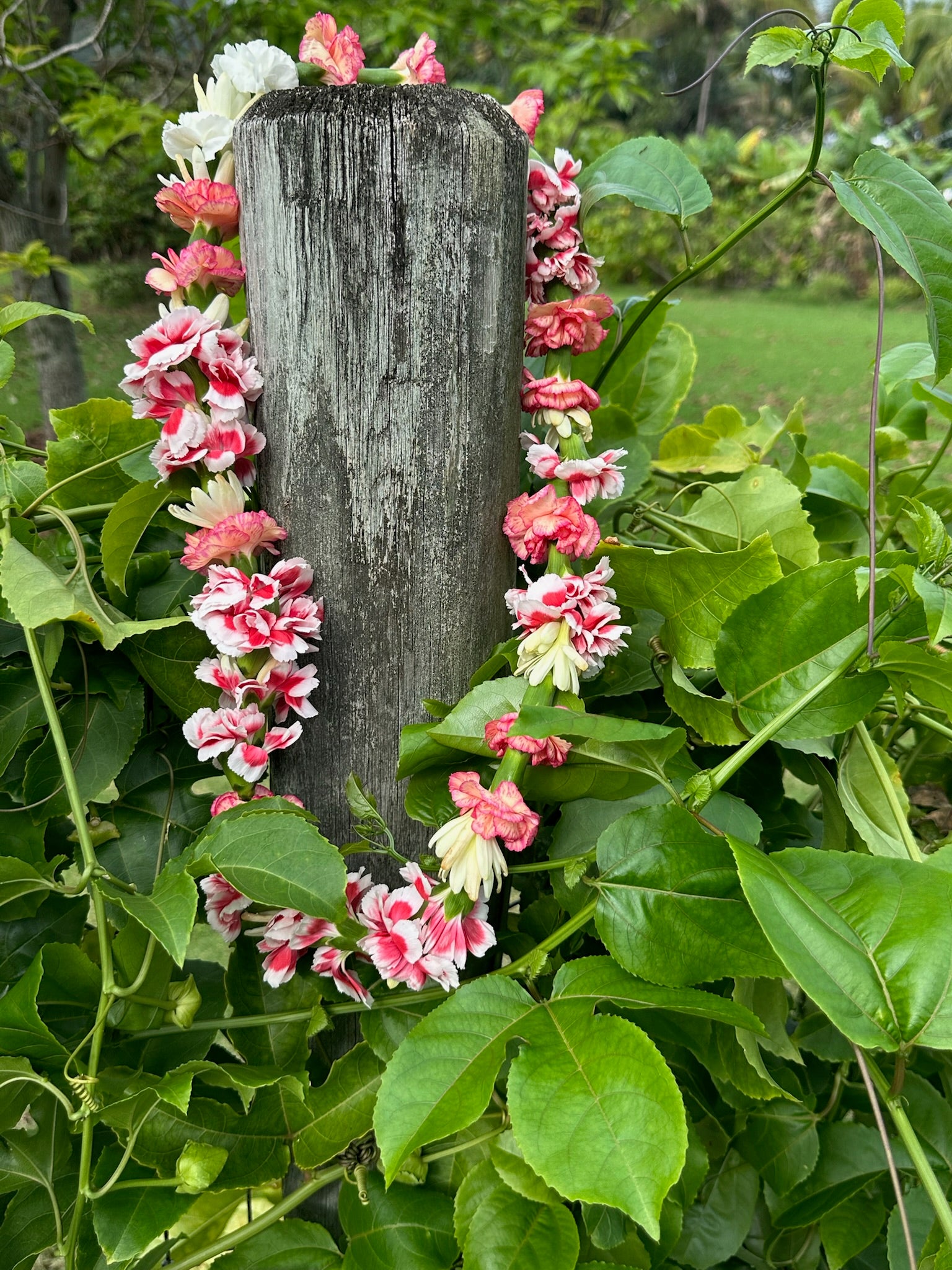 Lei - Catch of the day