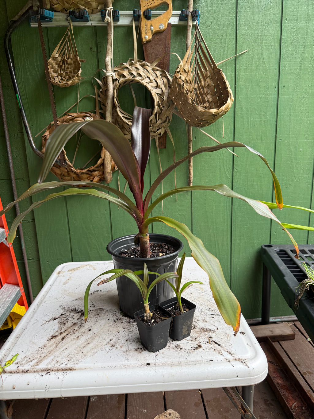 Spider Lily