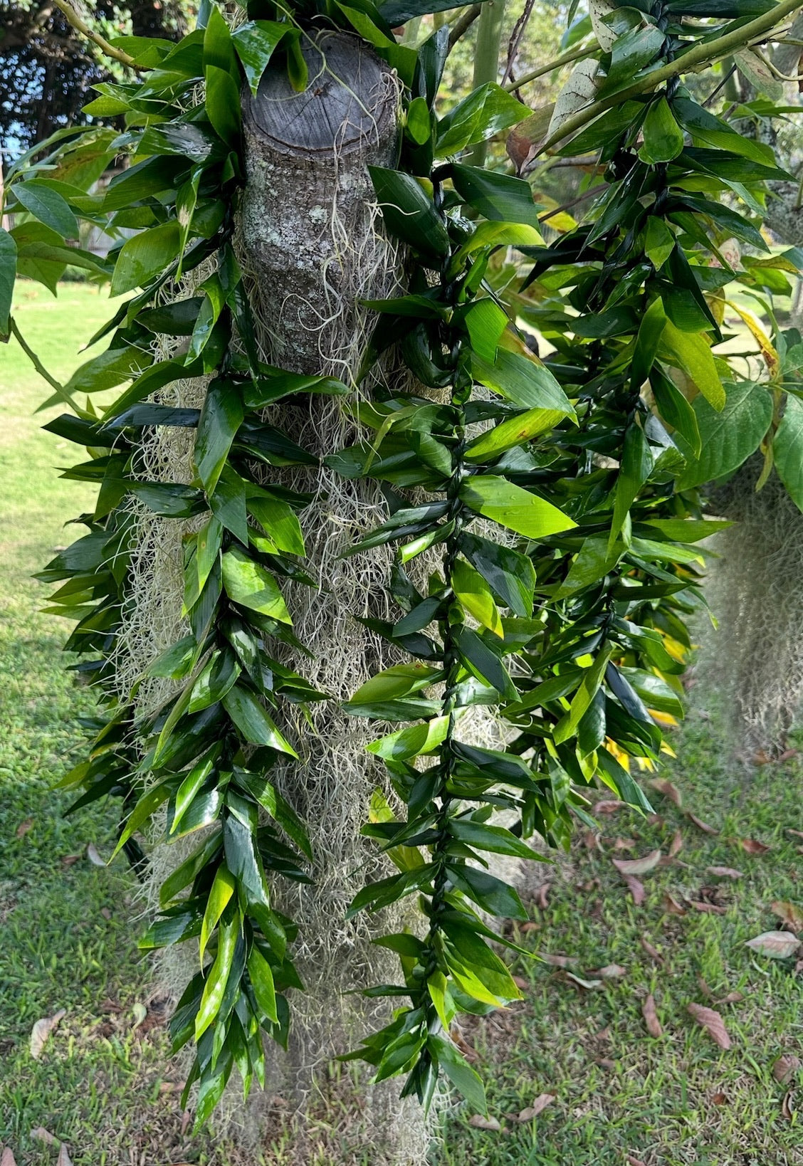 Lei lā`ī maile style [ti leaf]