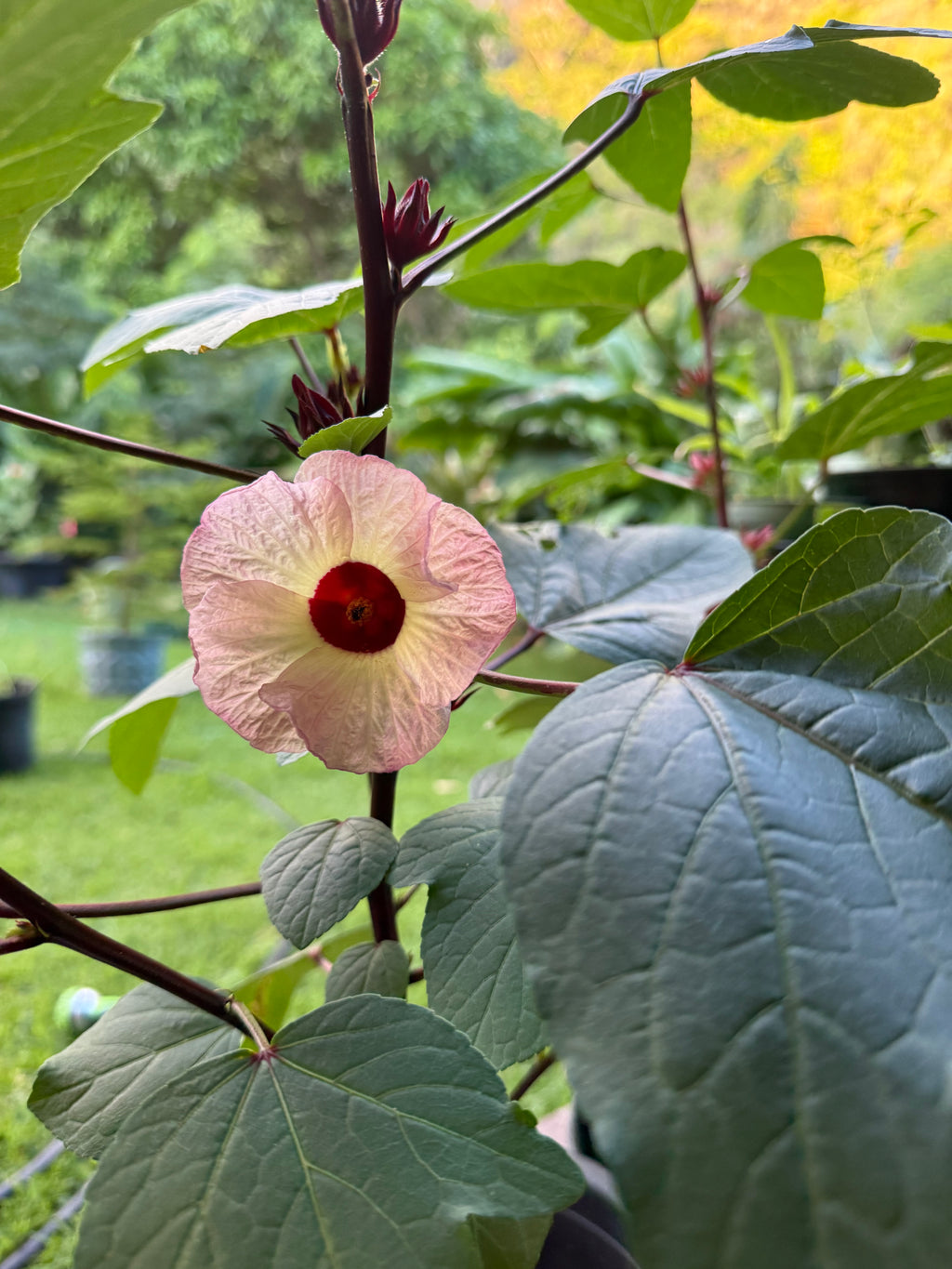 Jamaican Hibiscus